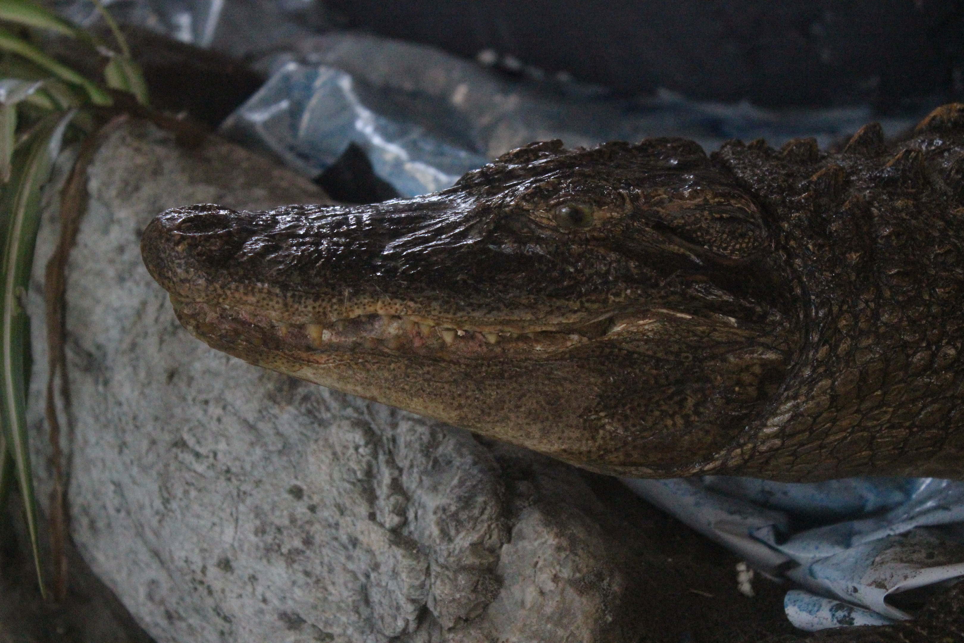 Taxidermy crocodilian, Kahutara Taxidermy Gallery