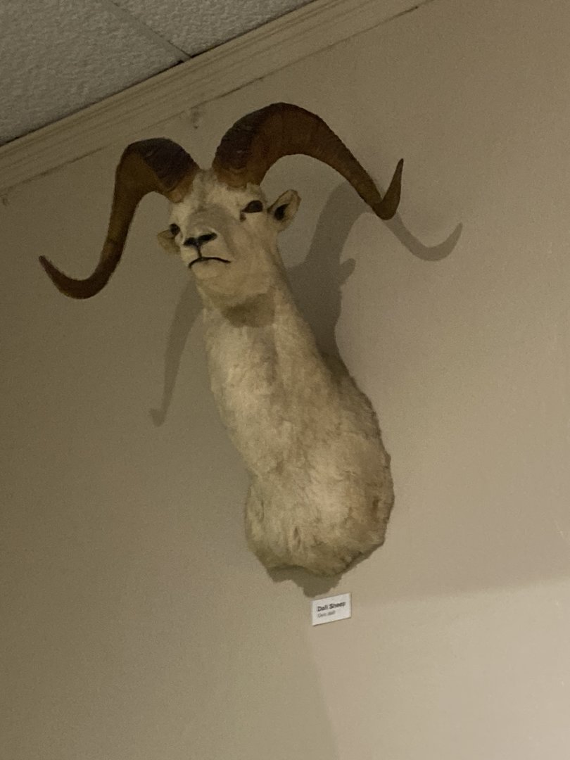 Taxidermy Dall Sheep