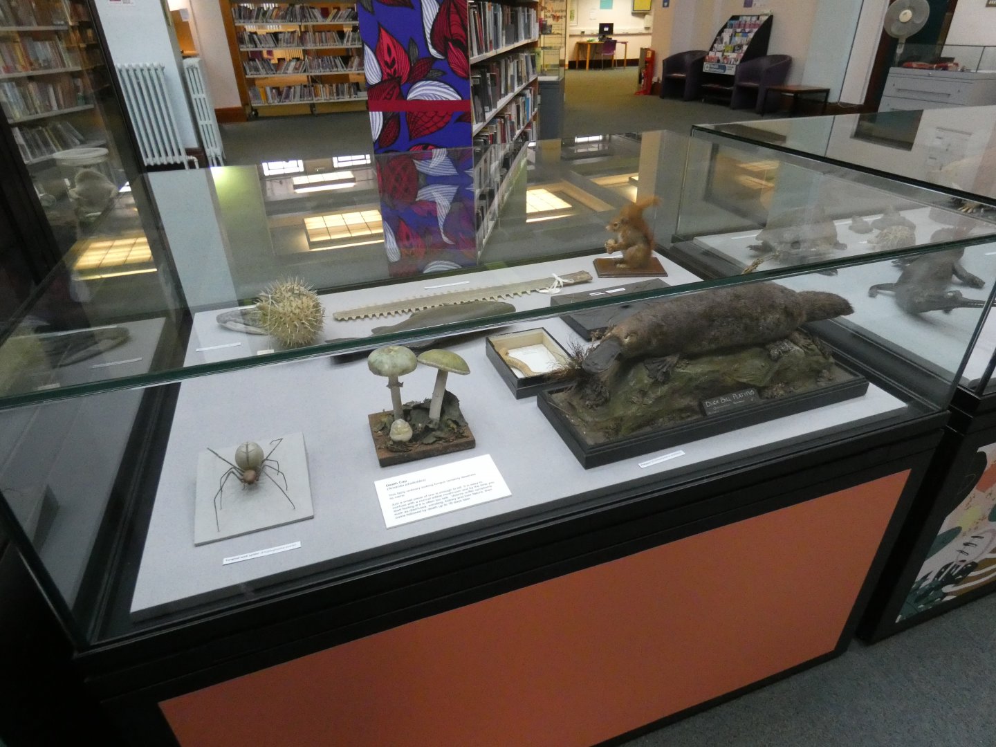 Taxidermy display in library
