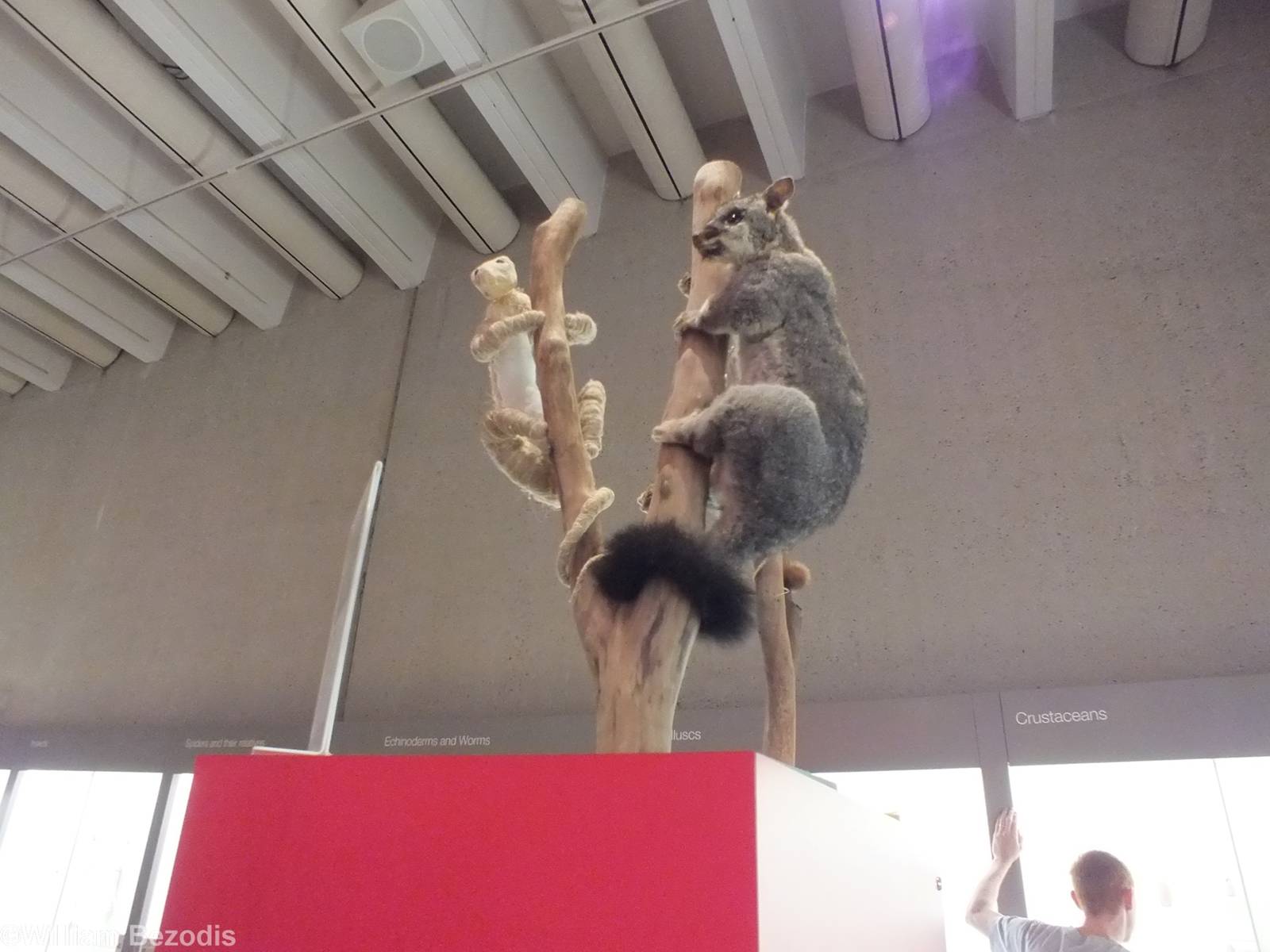 Taxidermy Display - Queensland Museum
