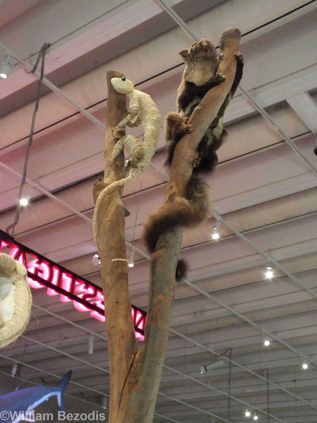 Taxidermy Display - Queensland Museum