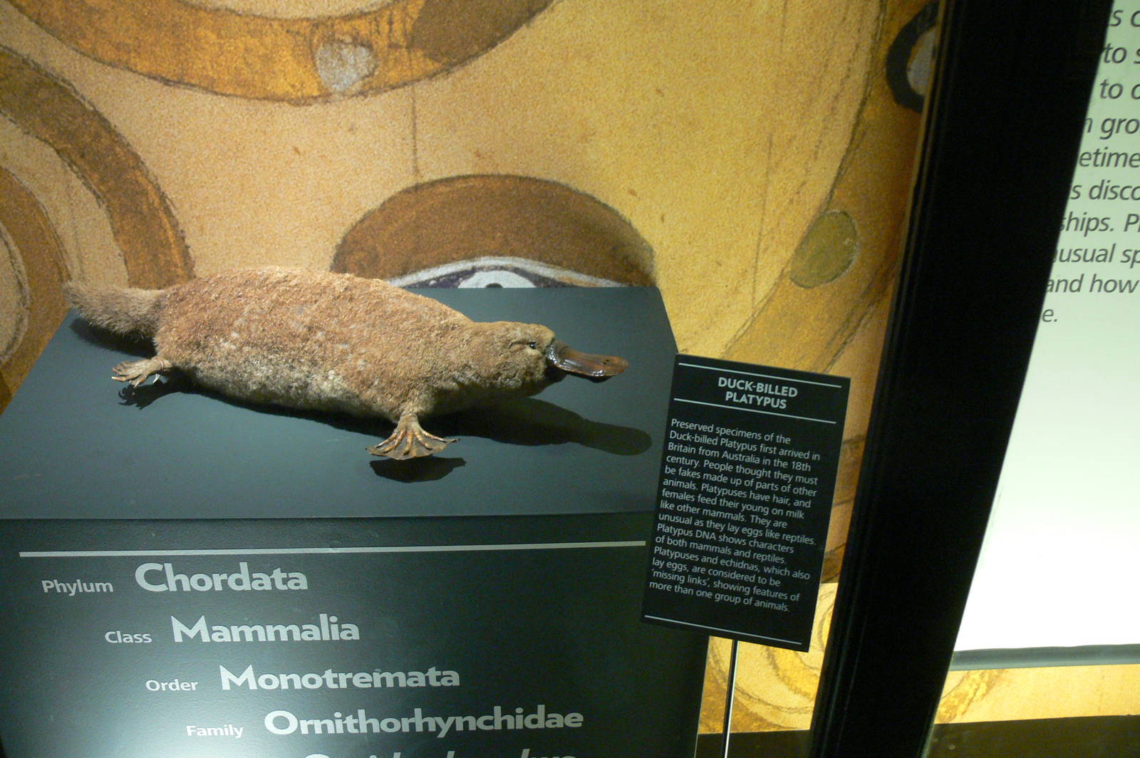 (Taxidermy) Duck-billed Platypus at Manchester Museum, 07/01/15