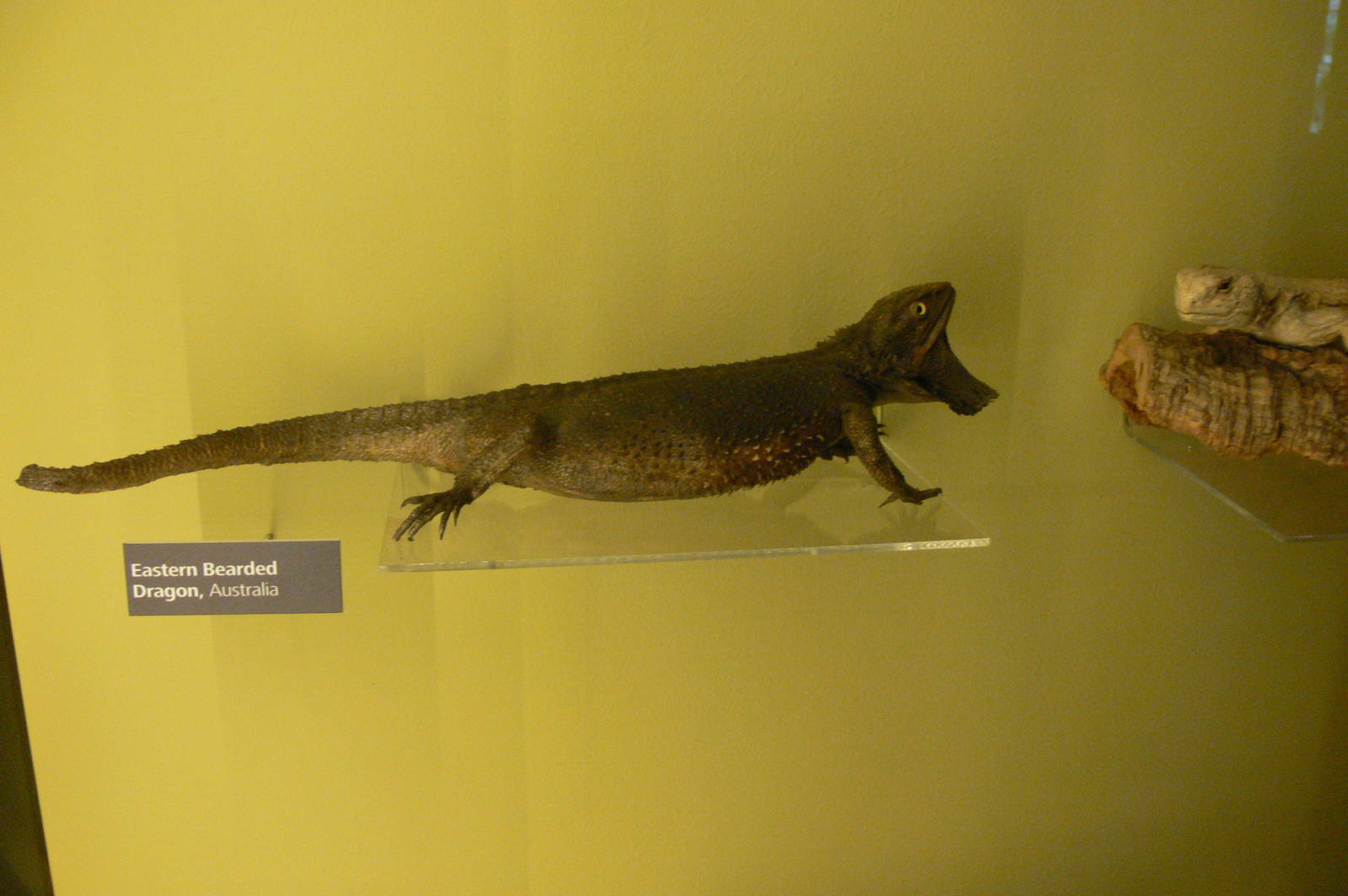 (Taxidermy) Eastern Bearded Dragon at Manchester Museum, 07/01/15