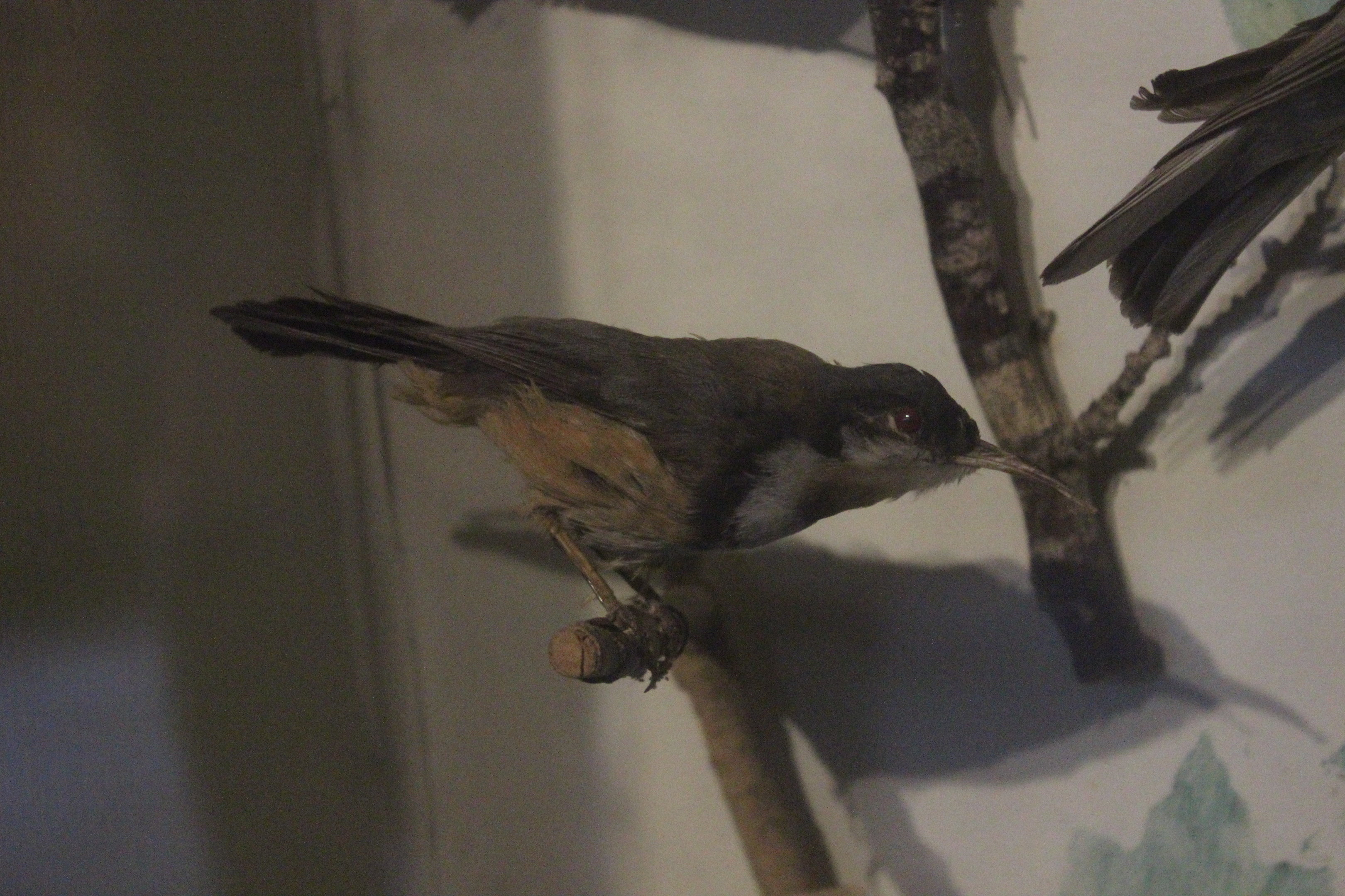 Taxidermy Eastern Spinebill, Kahutara Taxidermy Gallery