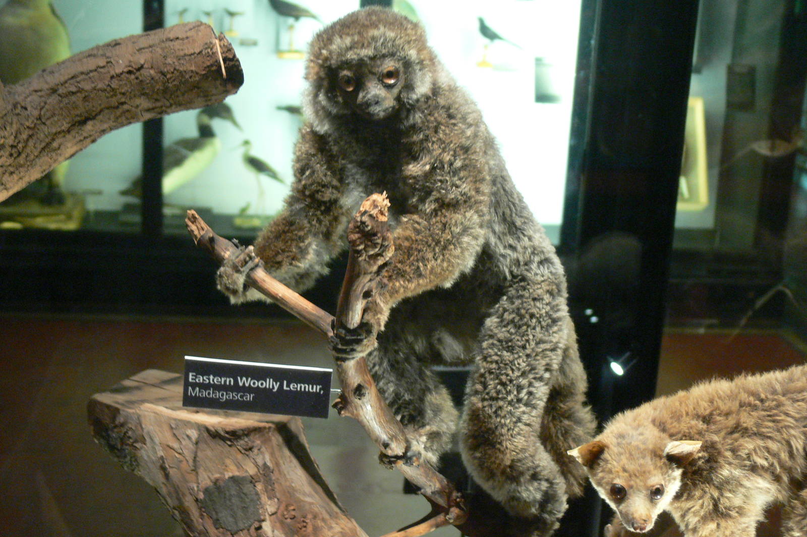 (Taxidermy) Eastern Wooly Lemur at Manchester Museum, 07/01/15