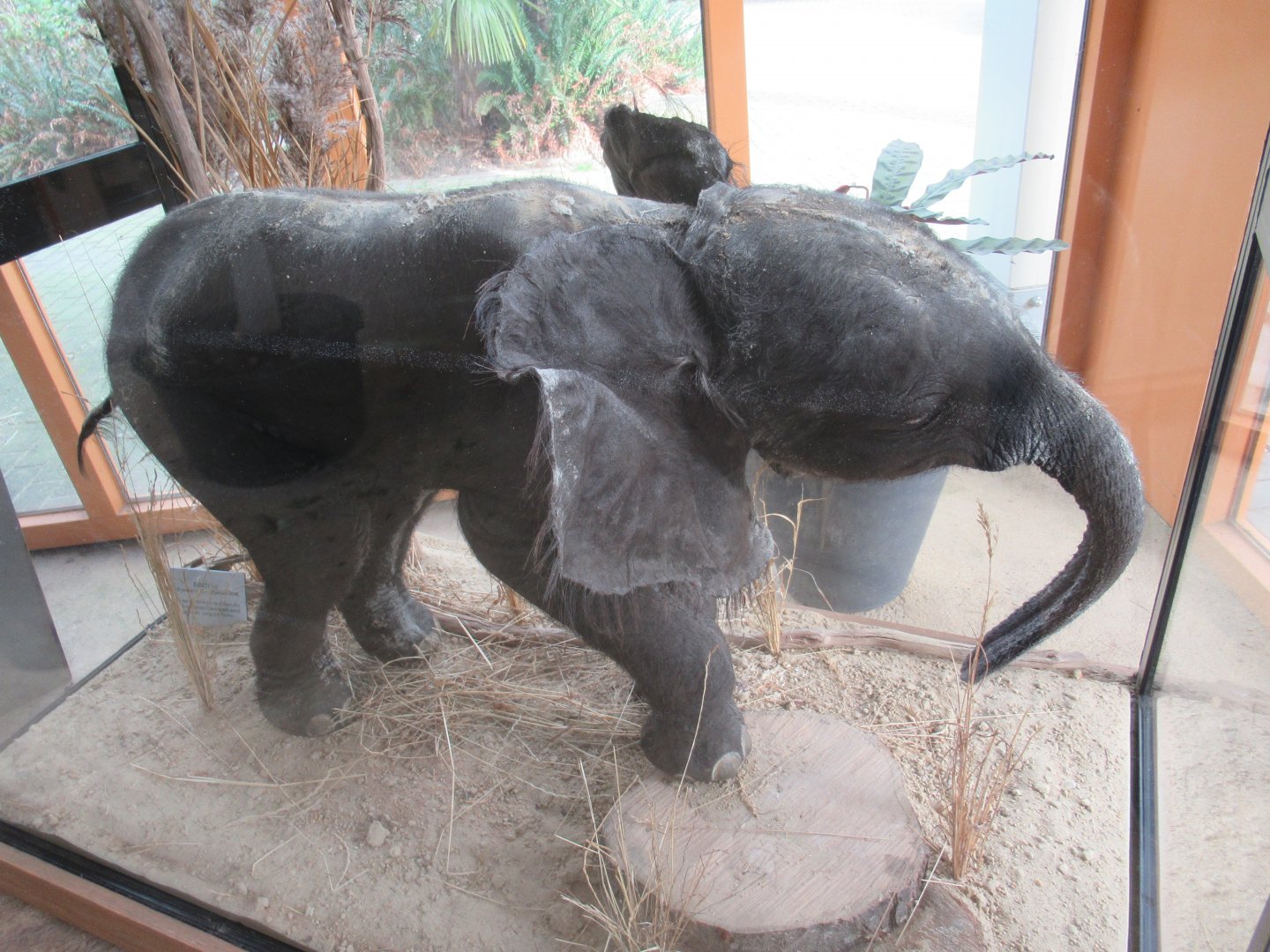 Taxidermy elephant calf