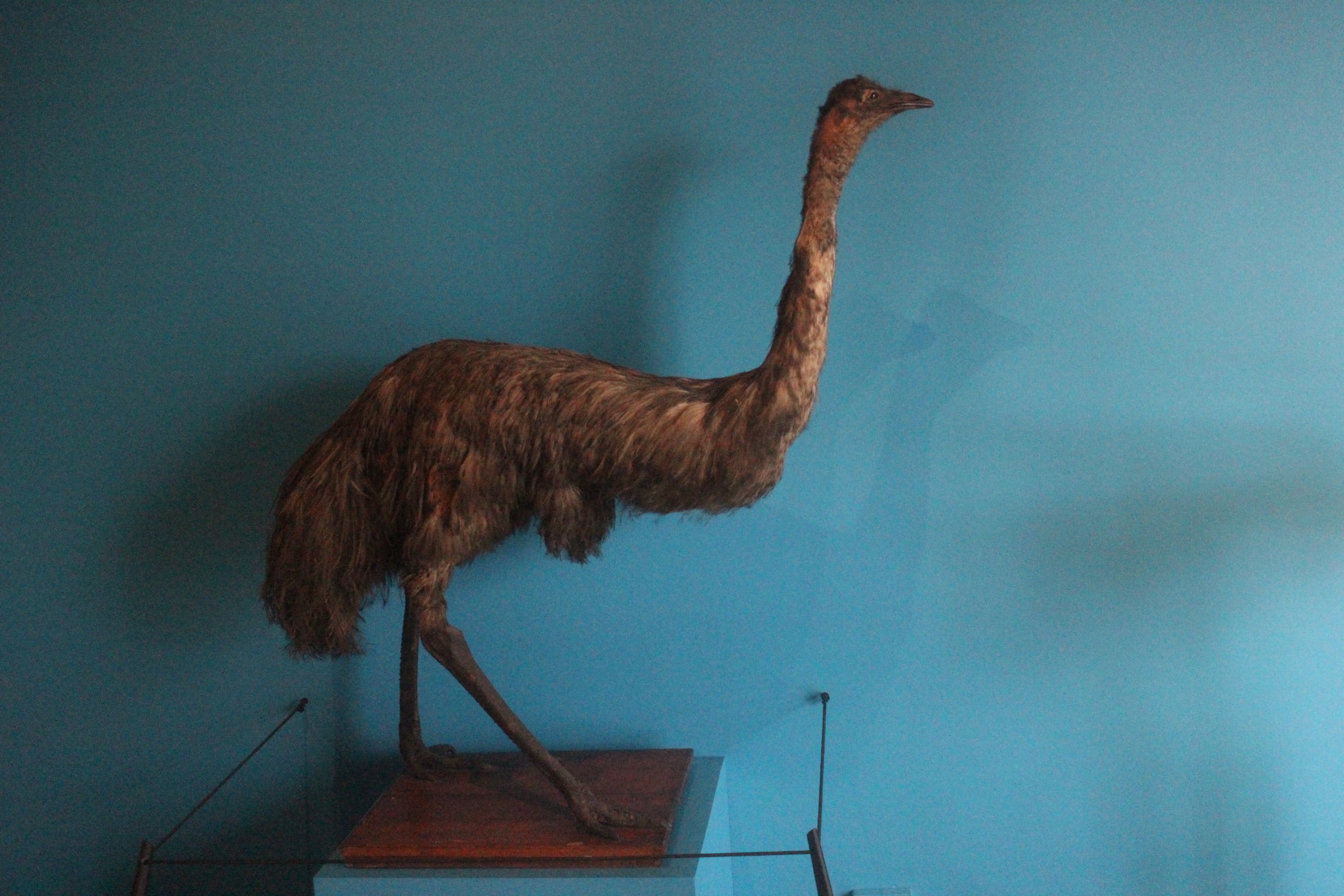 Taxidermy Emu, The Dowse Art Museum