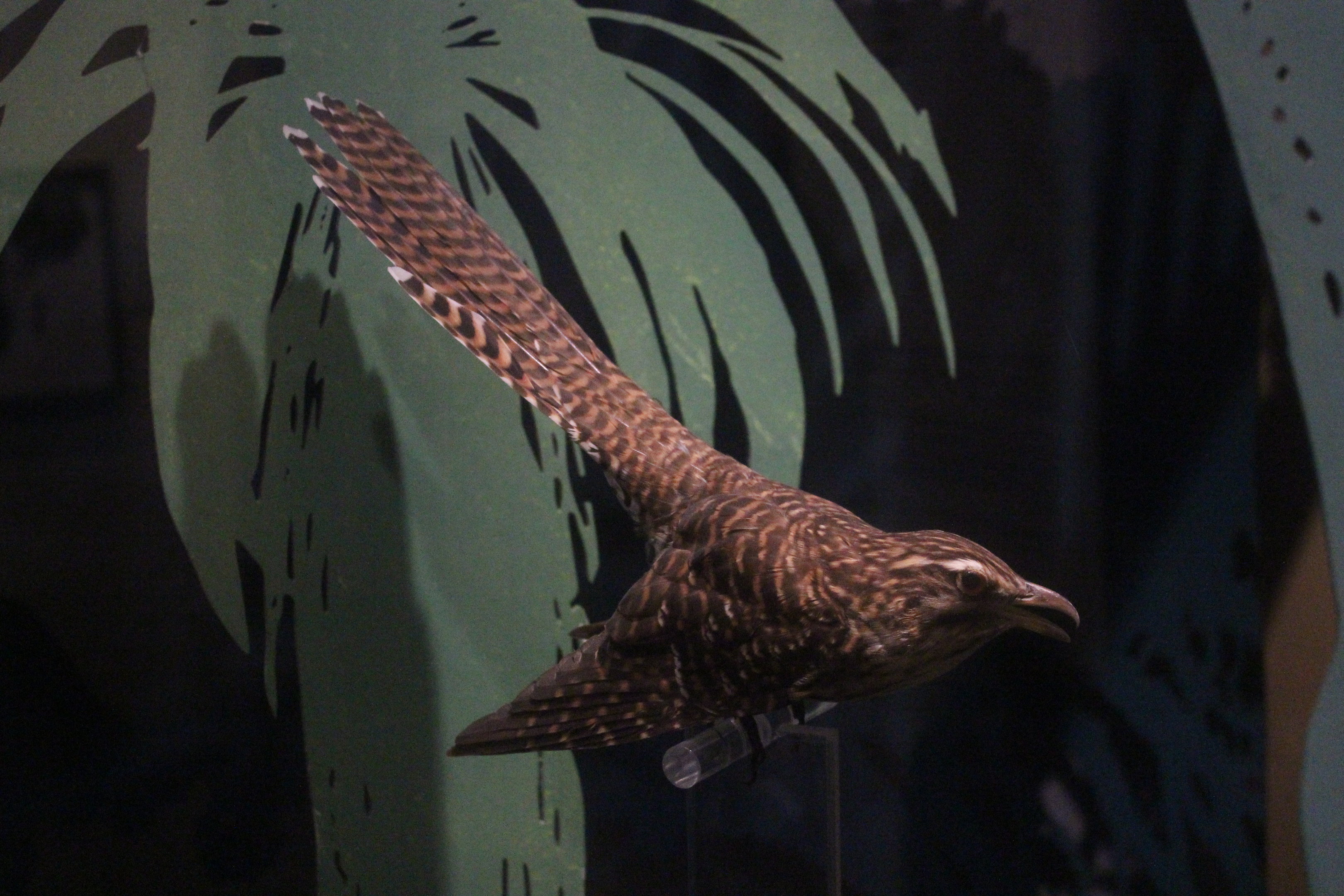 Taxidermy Eudynamys taitensis, Whanganui Regional Museum