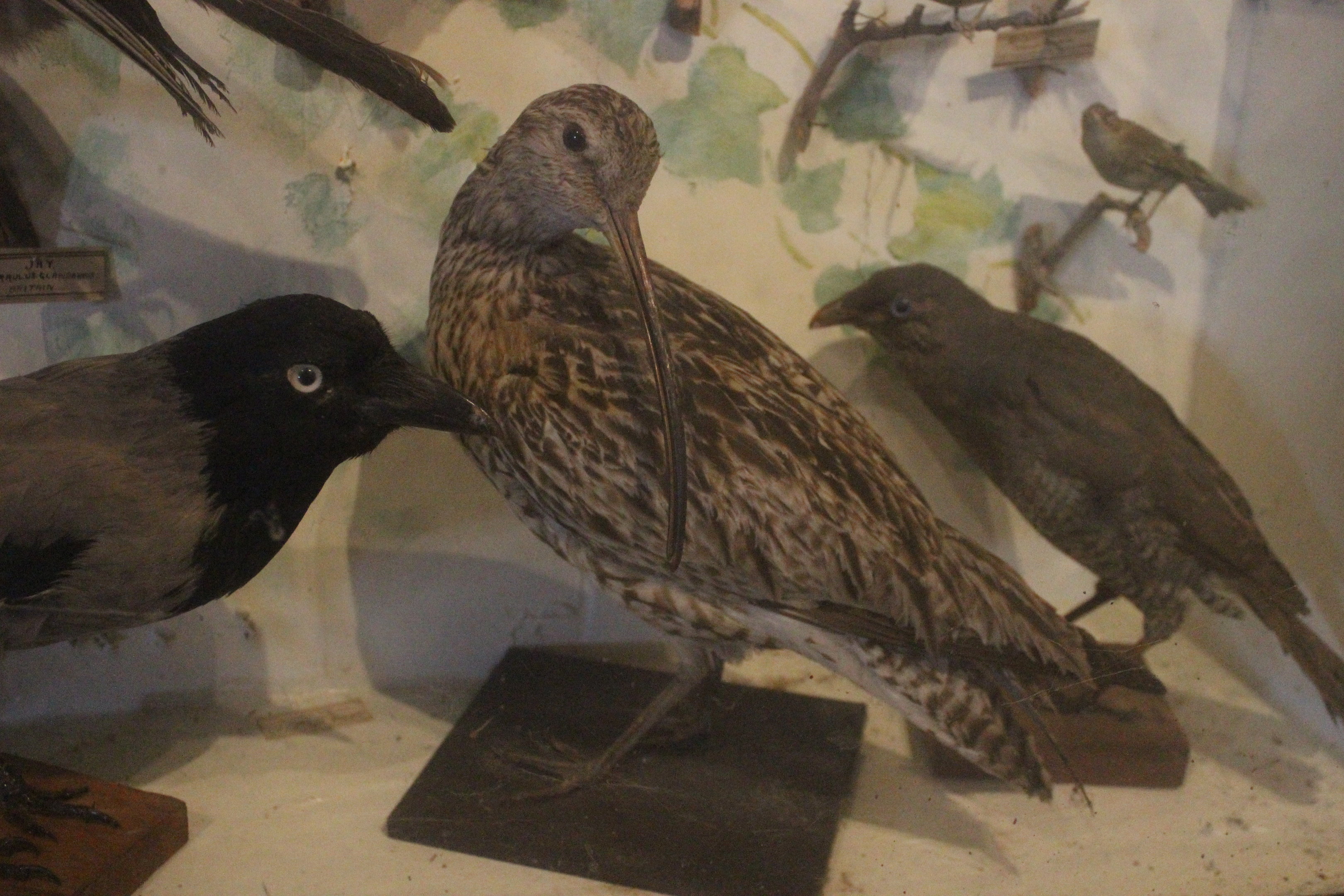 Taxidermy Eurasian Curlew, Kahutara Taxidermy Gallery
