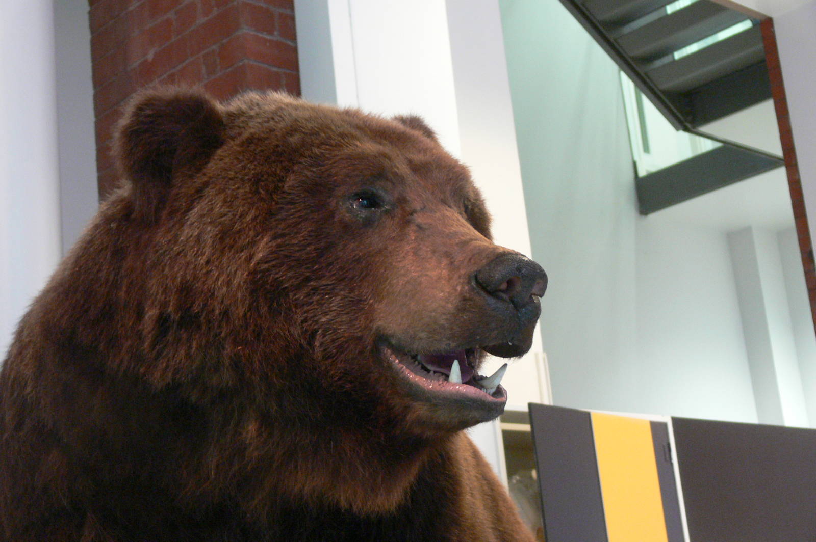 (Taxidermy) European Brown Bear at Manchester Museum, 07/01/15