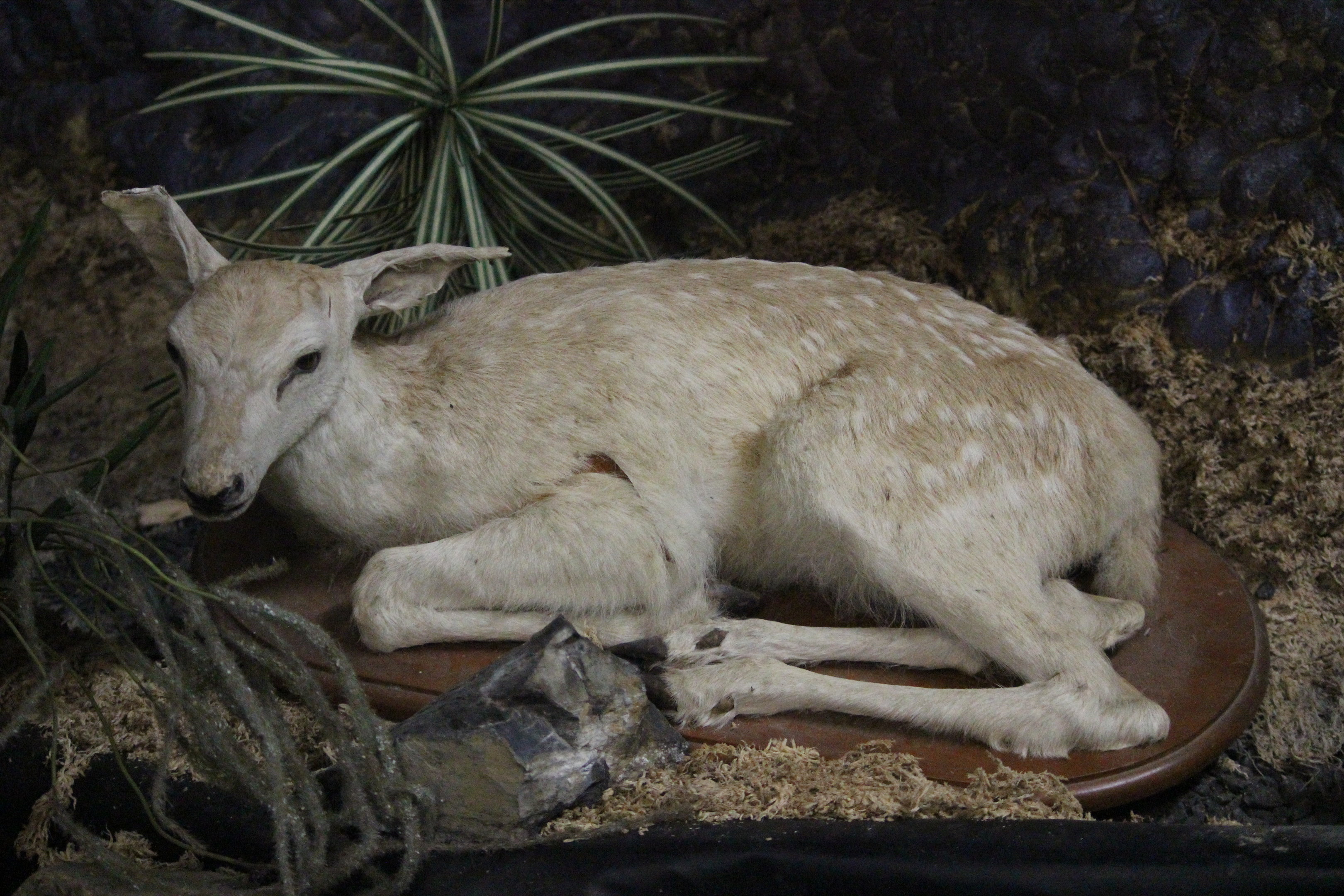 Taxidermy Fawn, The Deer Story Museum & Café