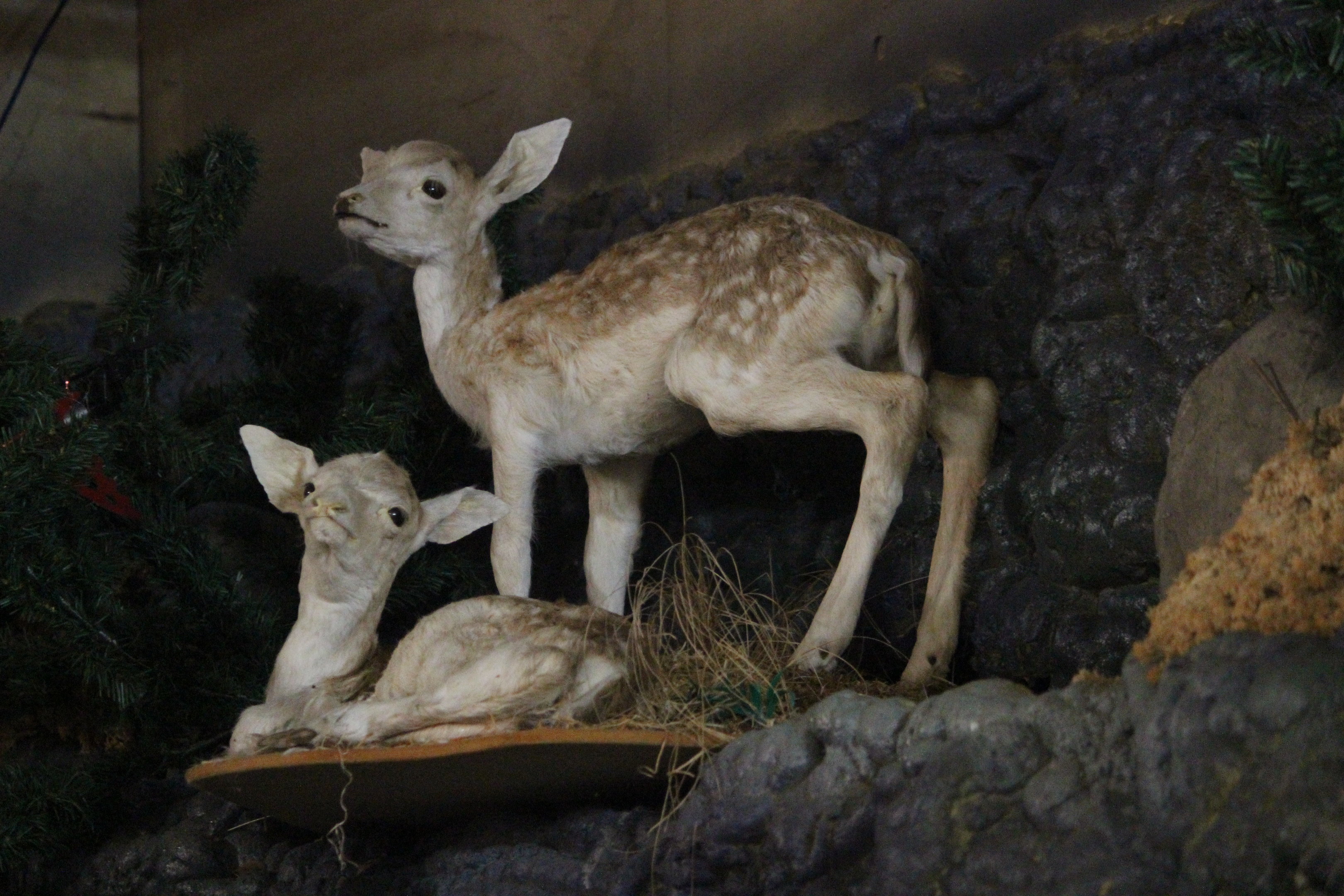 Taxidermy fawns, The Deer Story Museum & Café