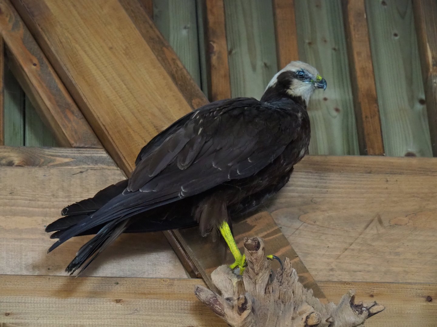 Taxidermy, female western marsh harrier (Circus aeruginosus),