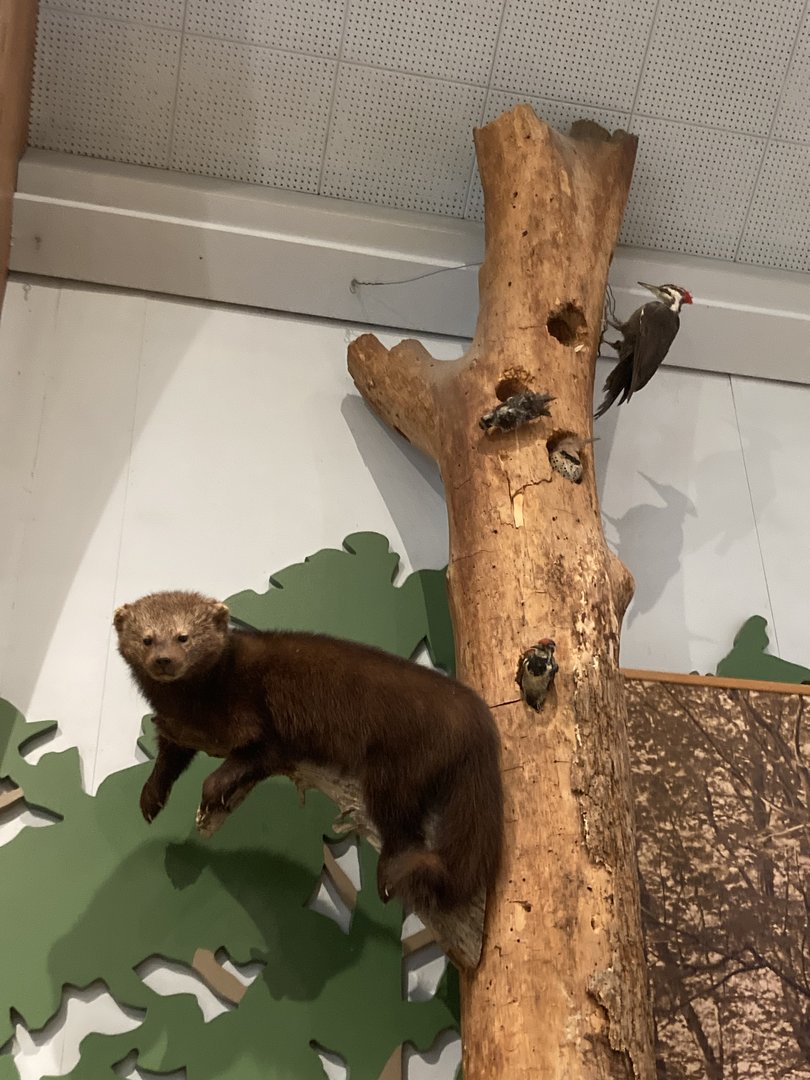Taxidermy Fisher with Woodpeckers