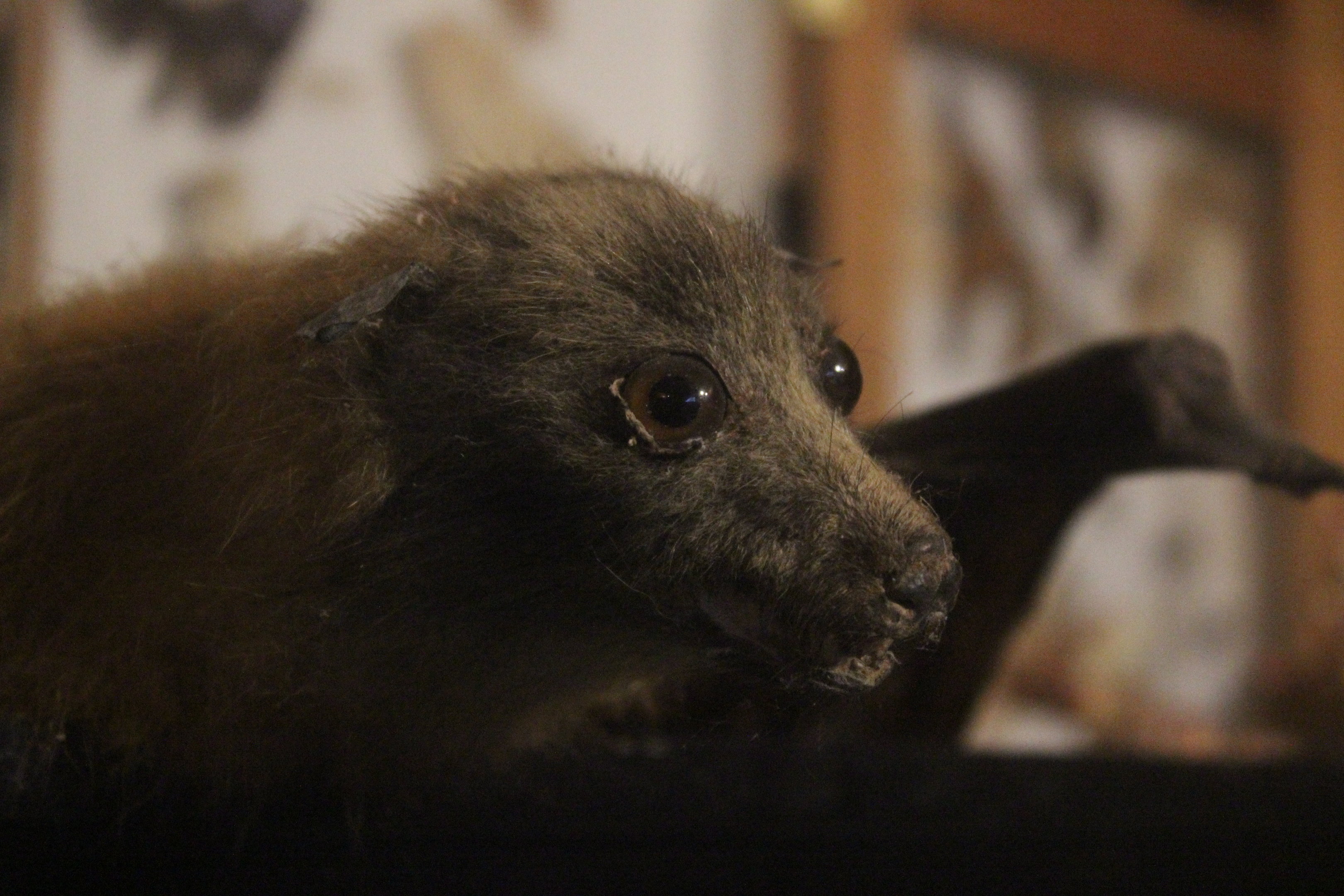 Taxidermy Flying Fox, Kahutara Taxidermy Gallery