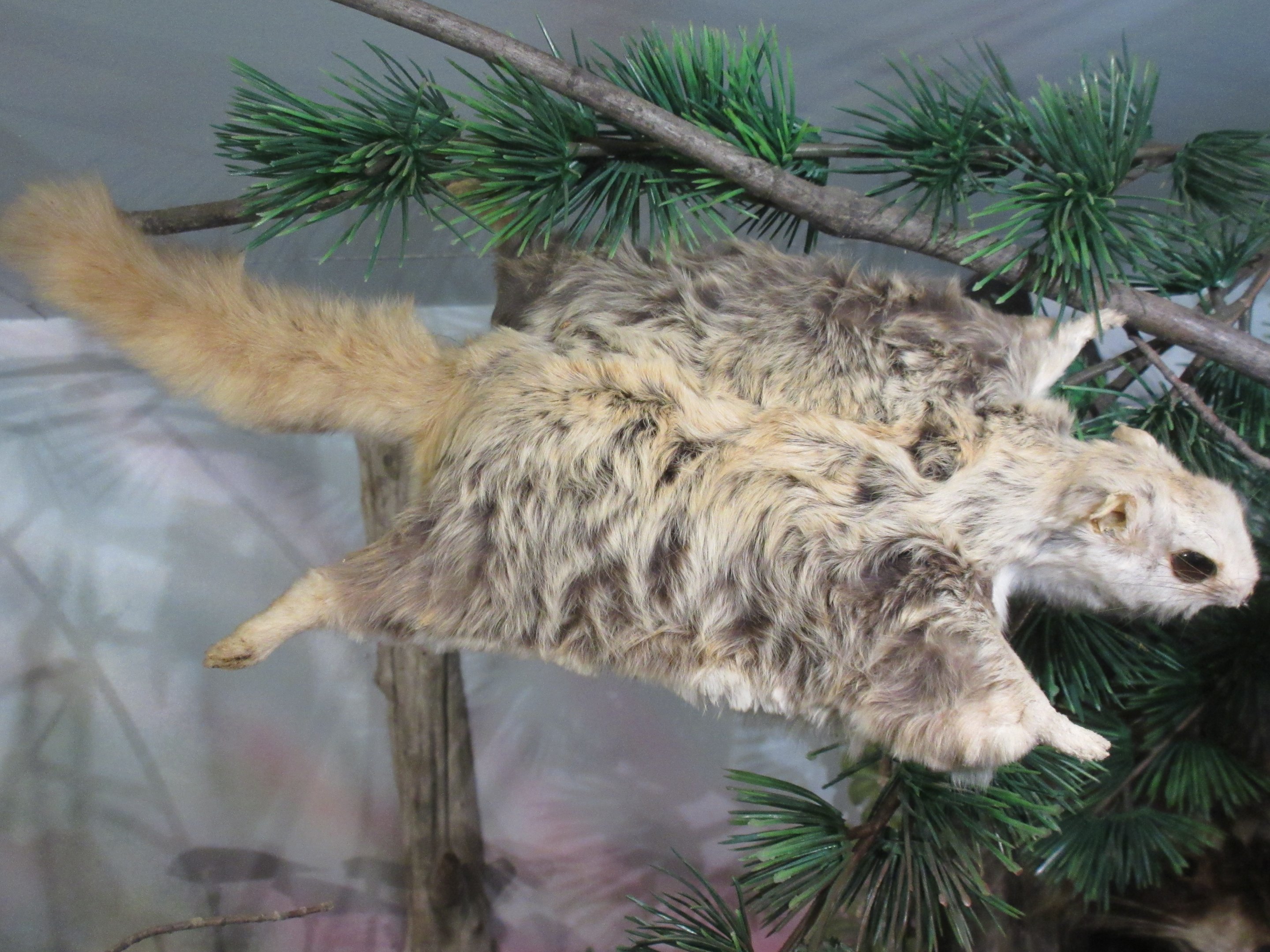 Taxidermy: Flying Squirrel