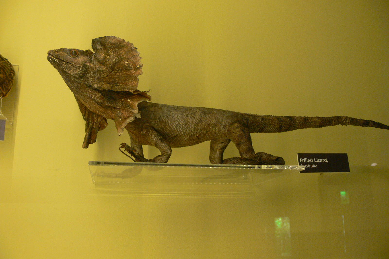 (Taxidermy) Frilled Lizard at Manchester Museum, 07/01/15