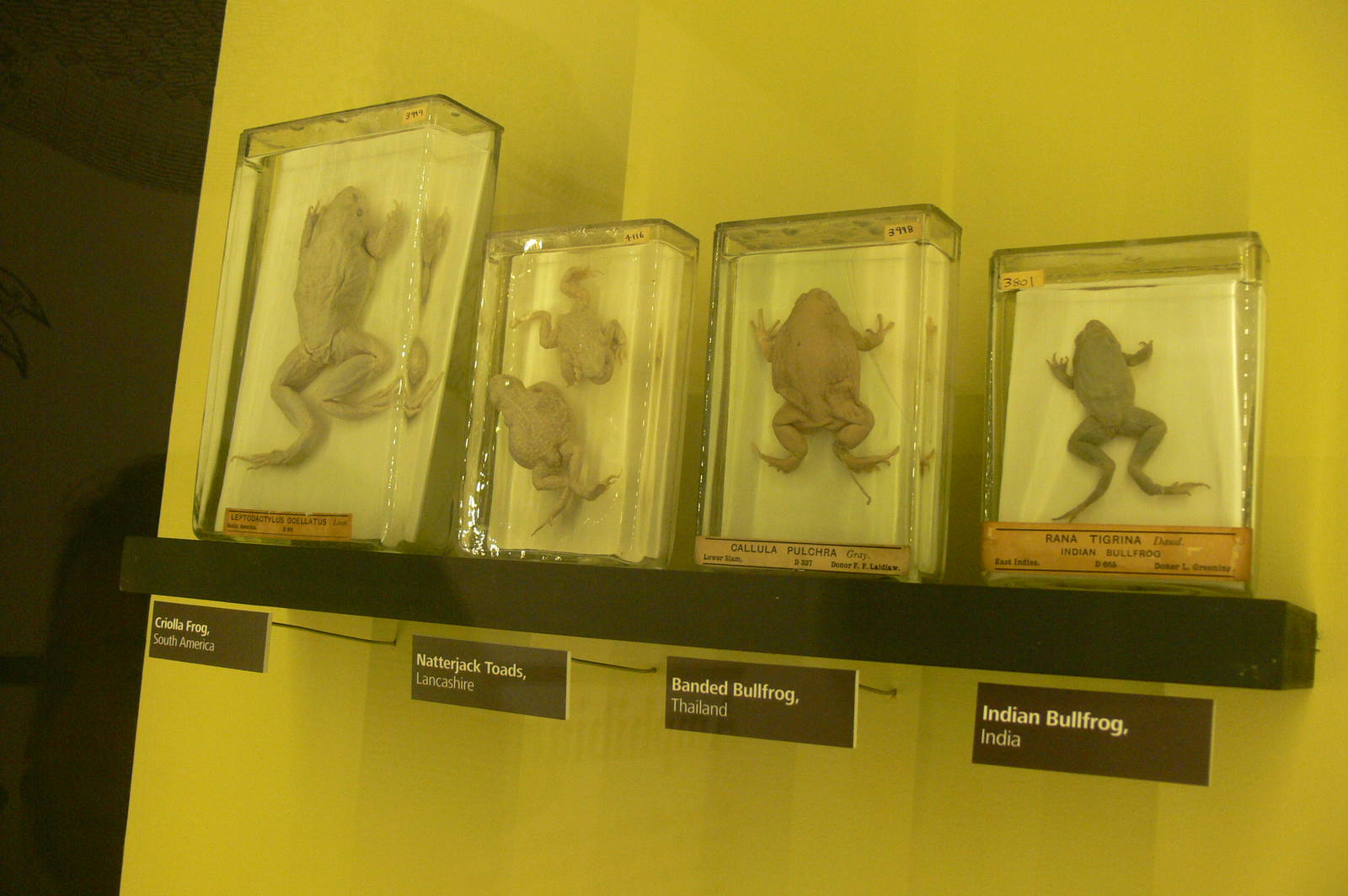 (Taxidermy) Frog Species at Manchester Museum, 07/01/15