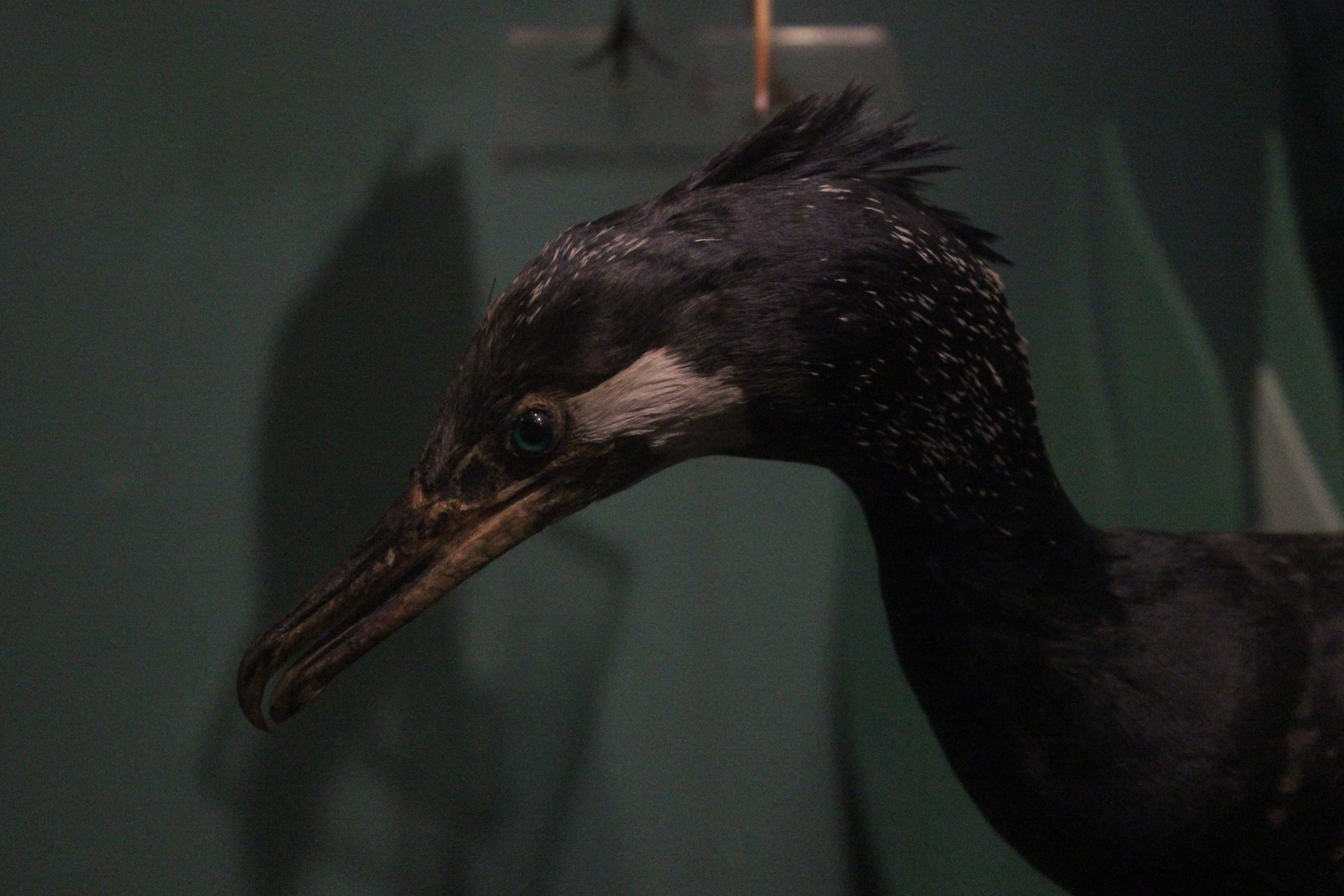 Taxidermy Great Cormorant (novaehollandiae), Whanganui Regional Museum