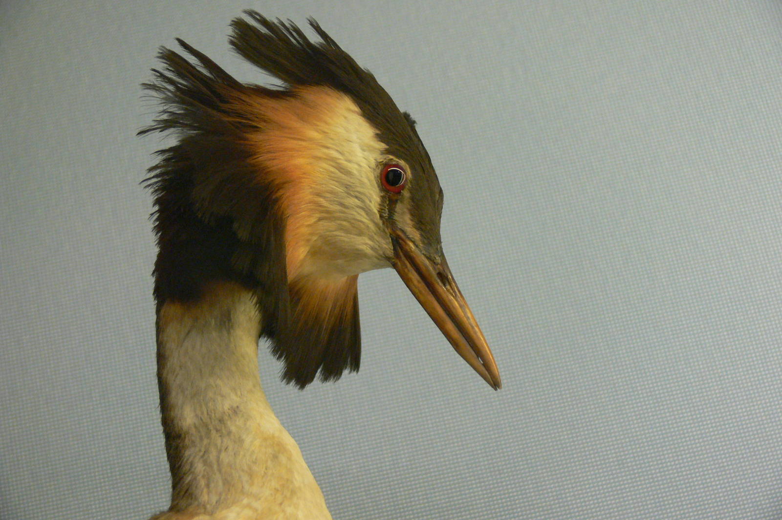 (Taxidermy) Great Crested Grebe at Manchester Musuem, 07/01/15