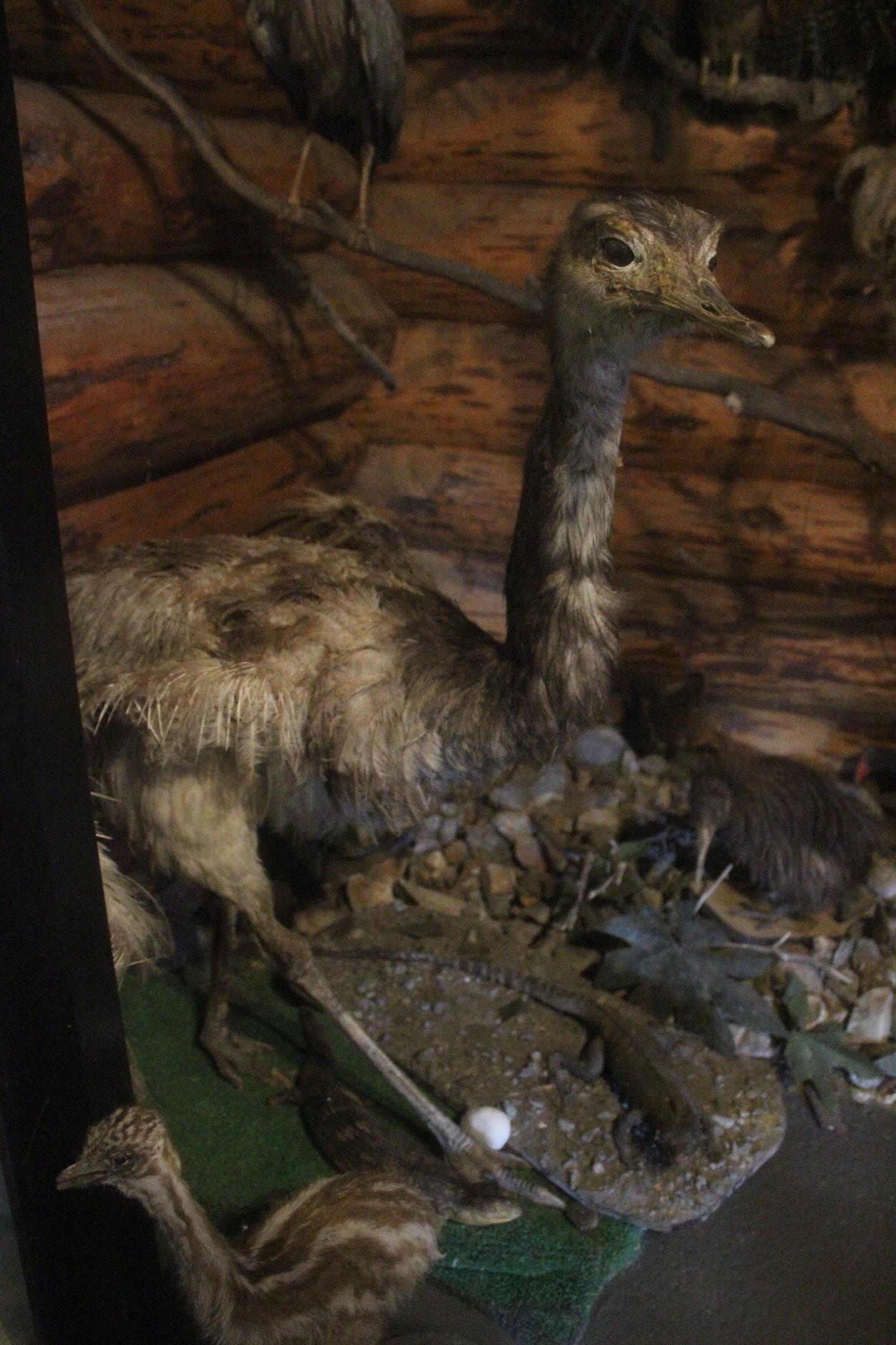 Taxidermy Greater Rhea, Kahutara Taxidermy Gallery