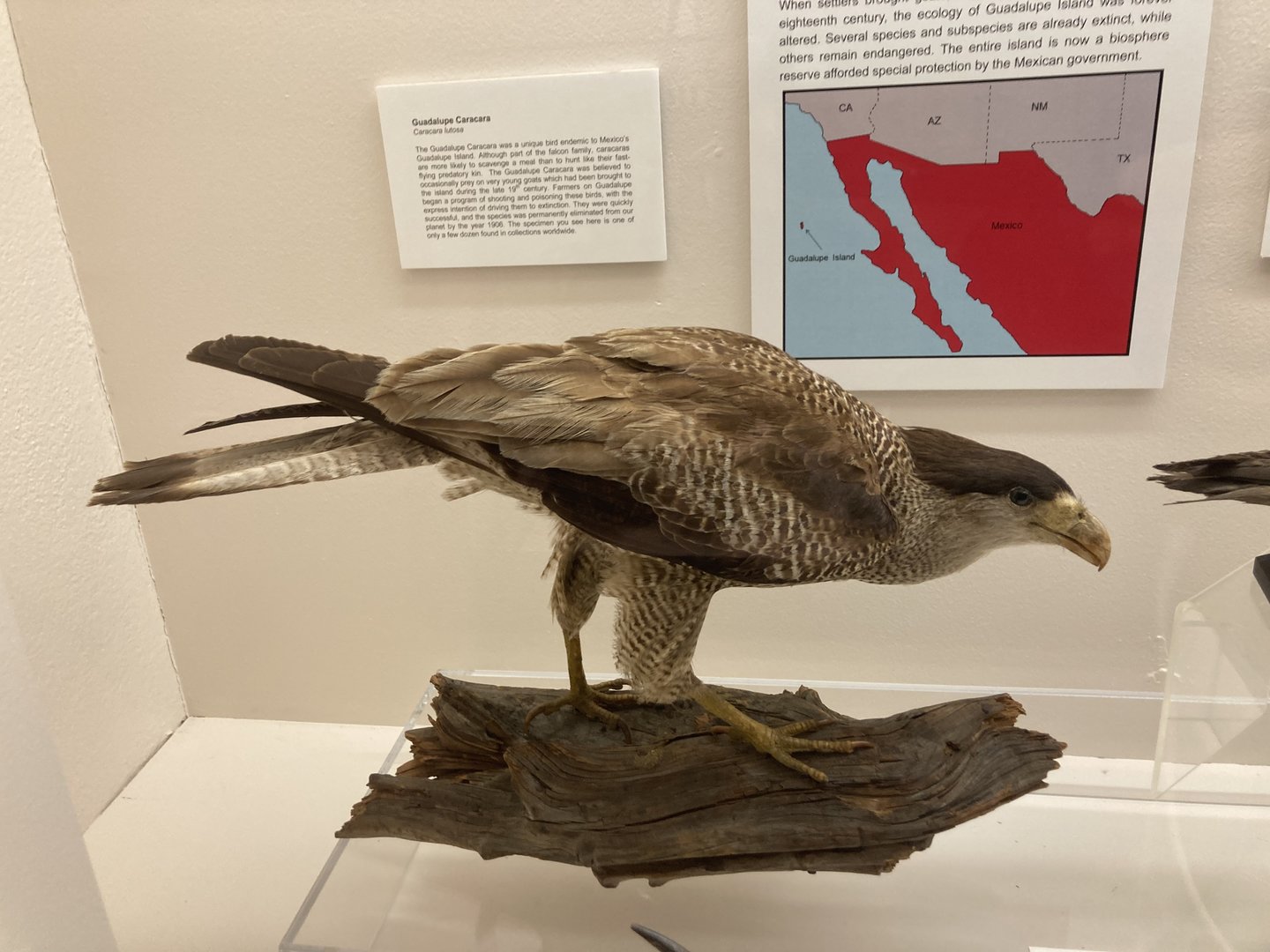 Taxidermy Guadalupe Caracara