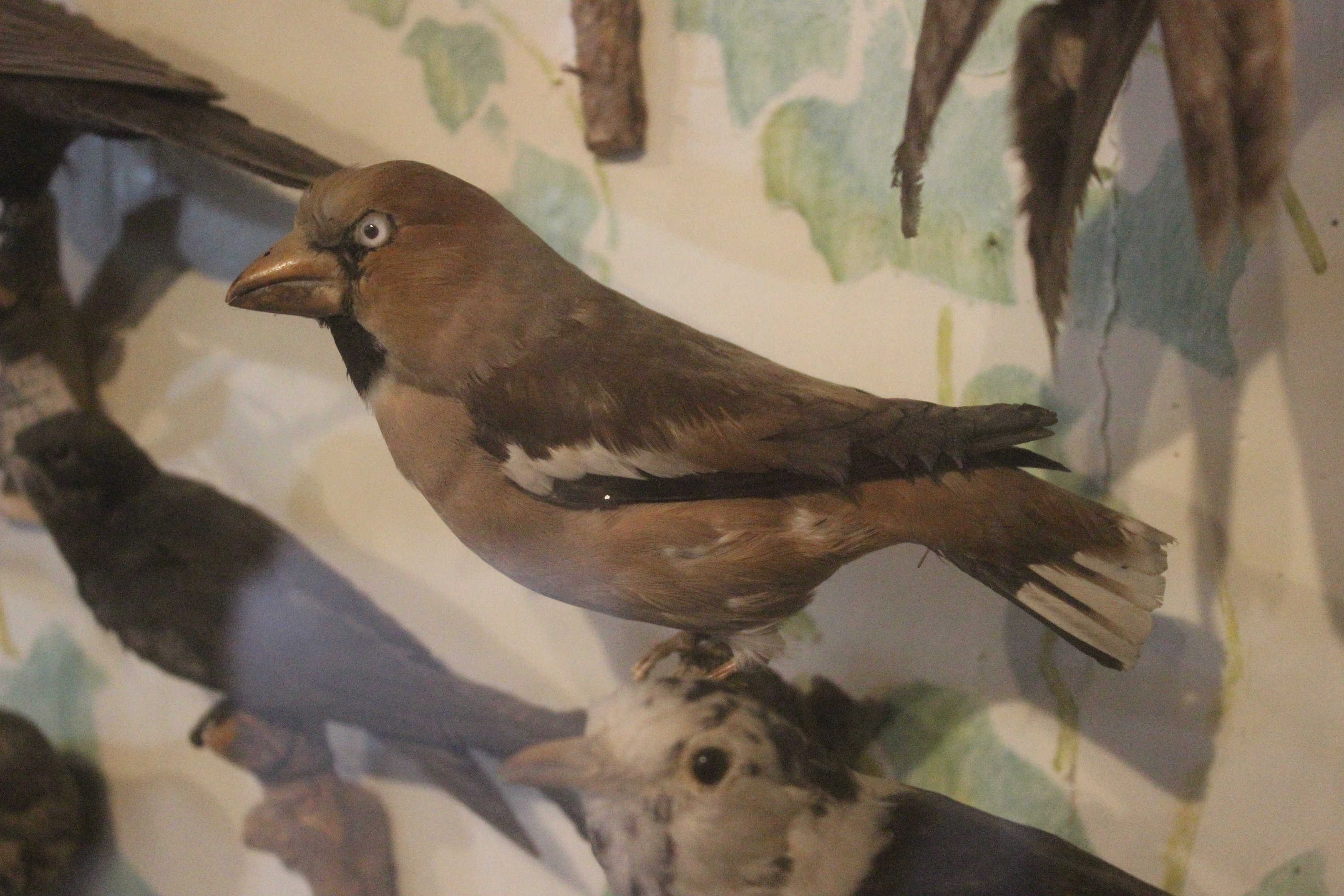 Taxidermy Hawfinch, Kahutara Taxidermy Gallery
