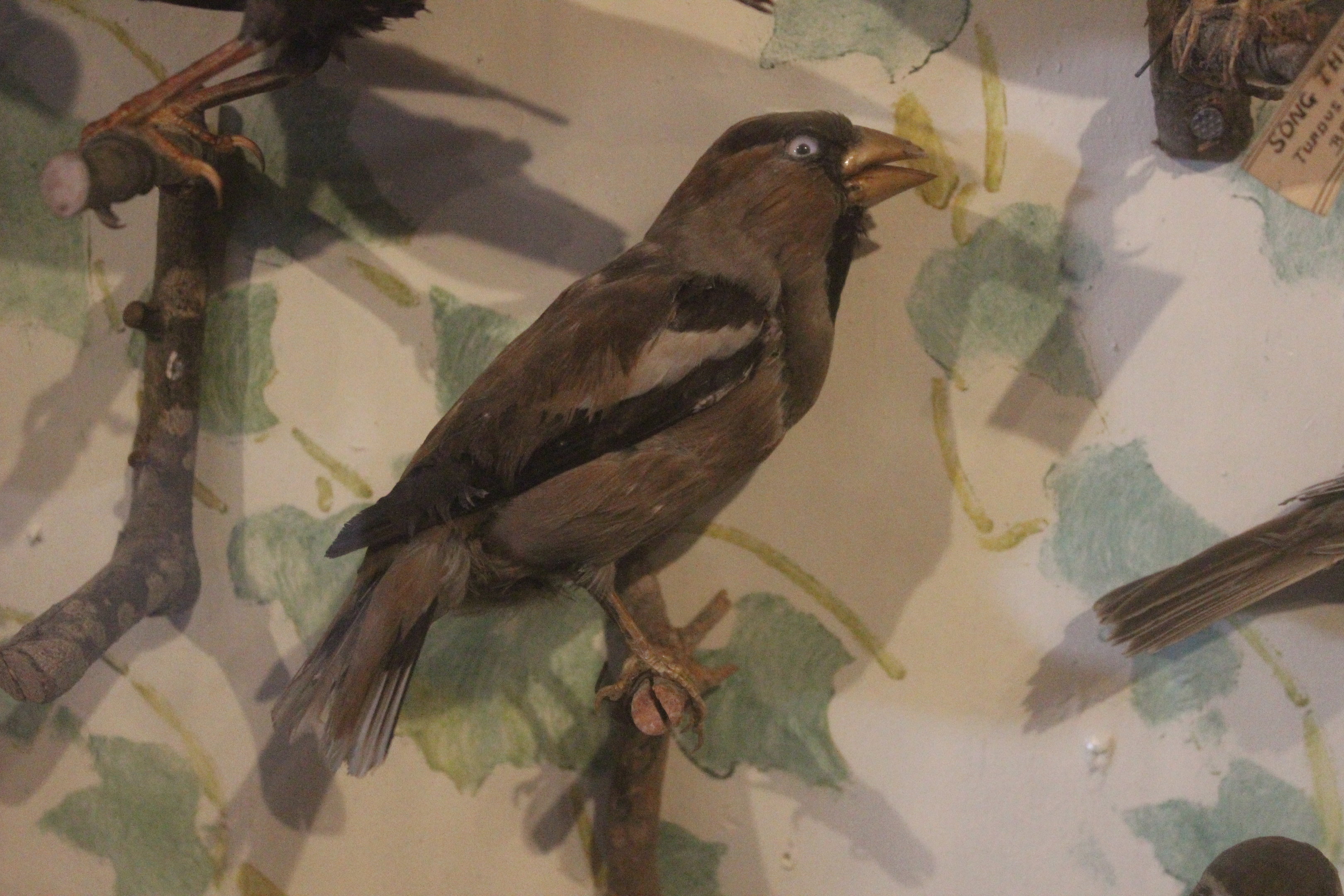 Taxidermy Hawfinch, Kahutara Taxidermy Gallery