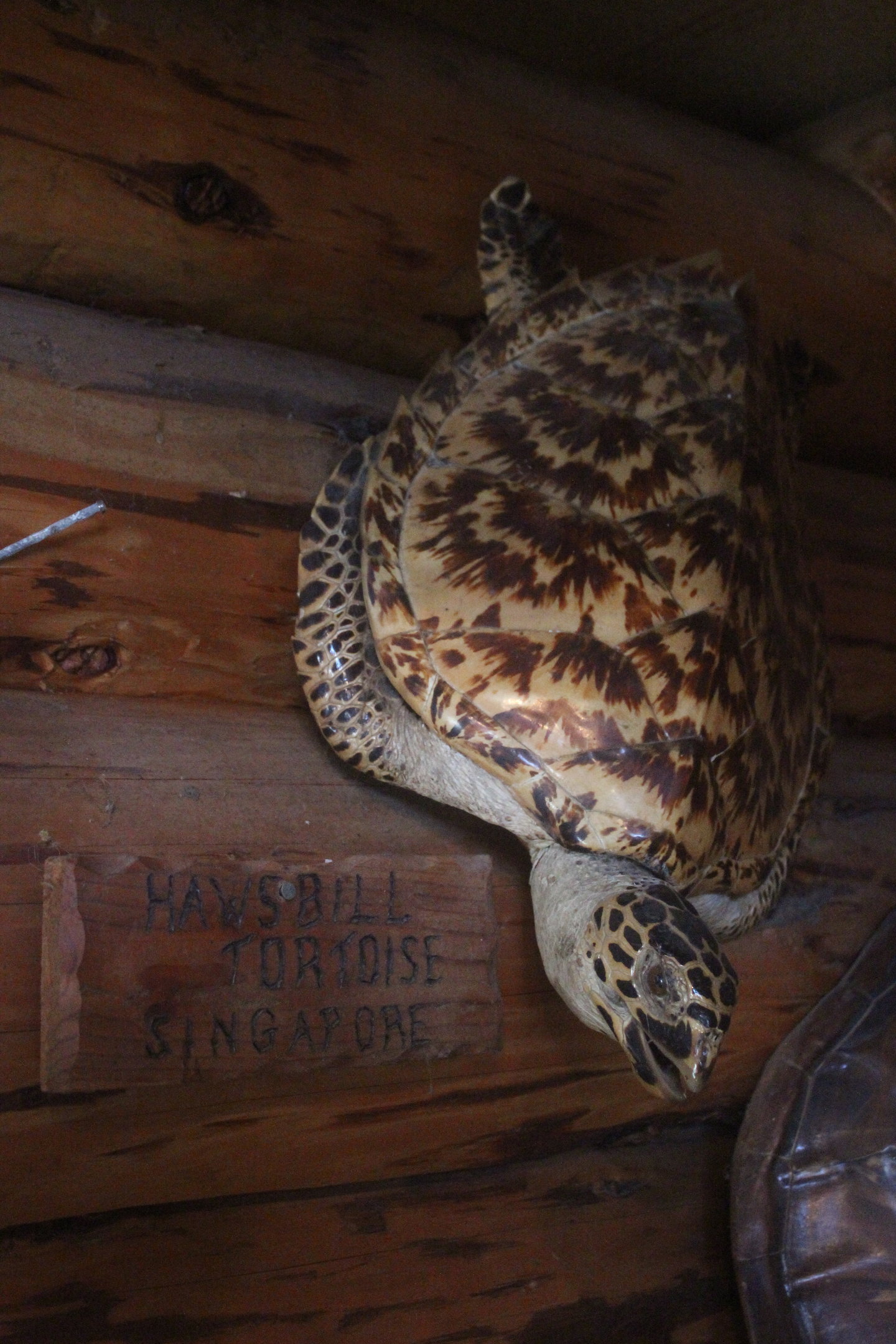 Taxidermy Hawksbill Sea Turtle, Kahutara Taxidermy Gallery
