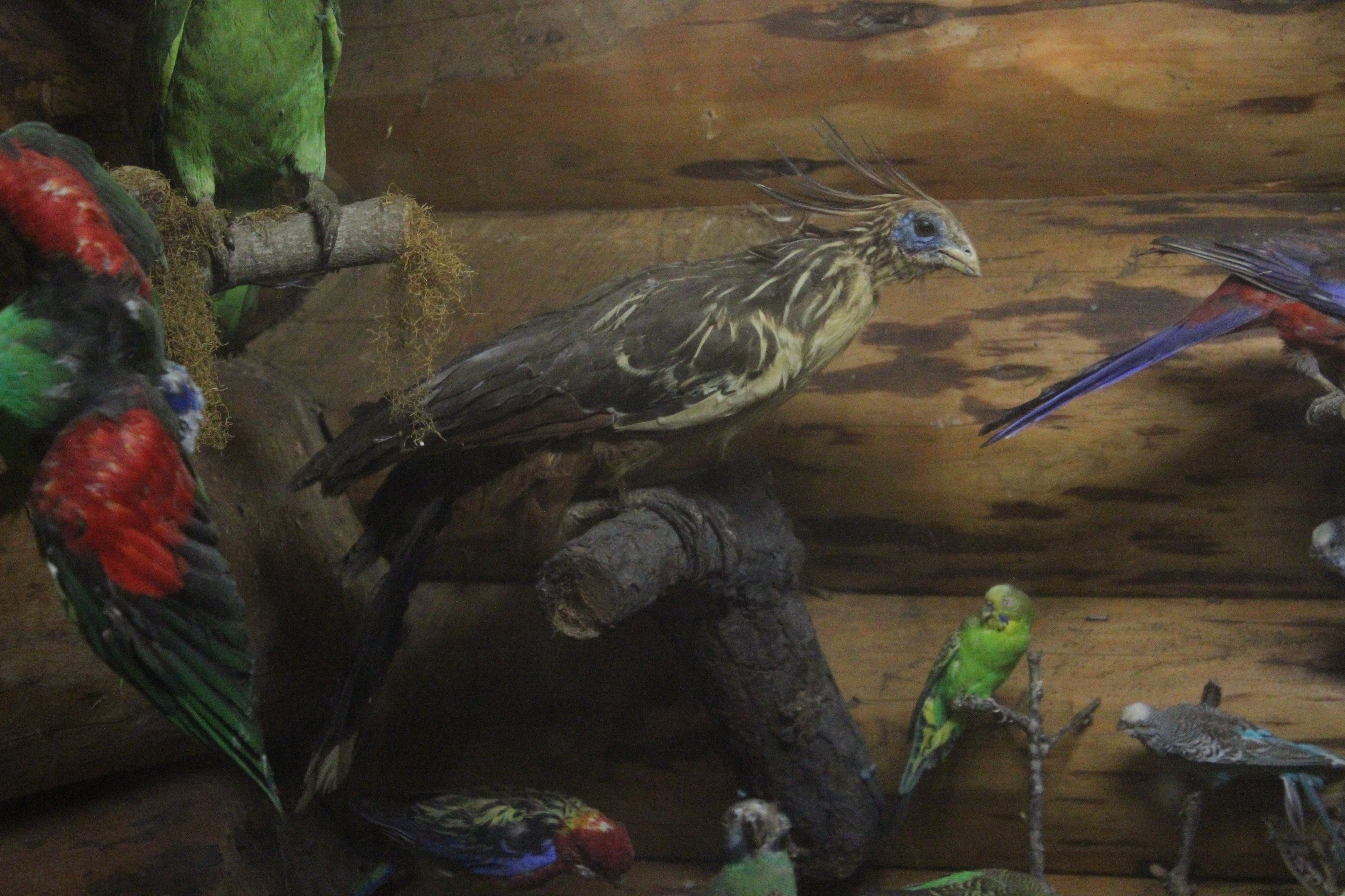 Taxidermy Hoatzin, Kahutara Taxidermy Gallery