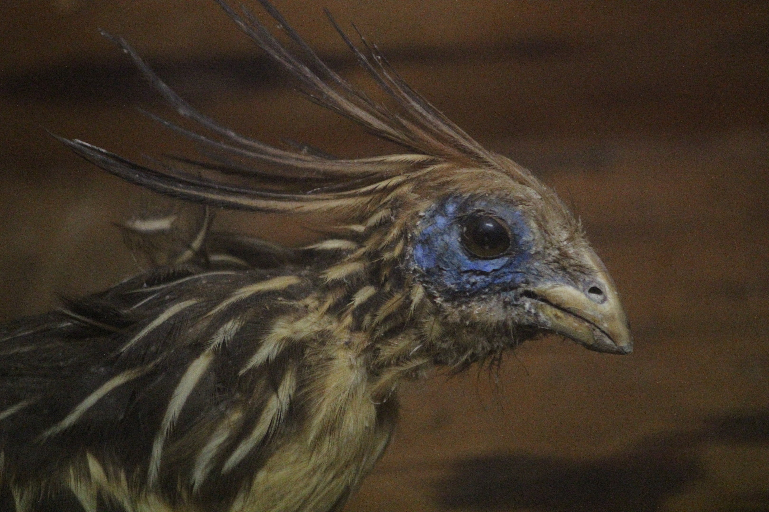 Taxidermy Hoatzin, Kahutara Taxidermy Gallery