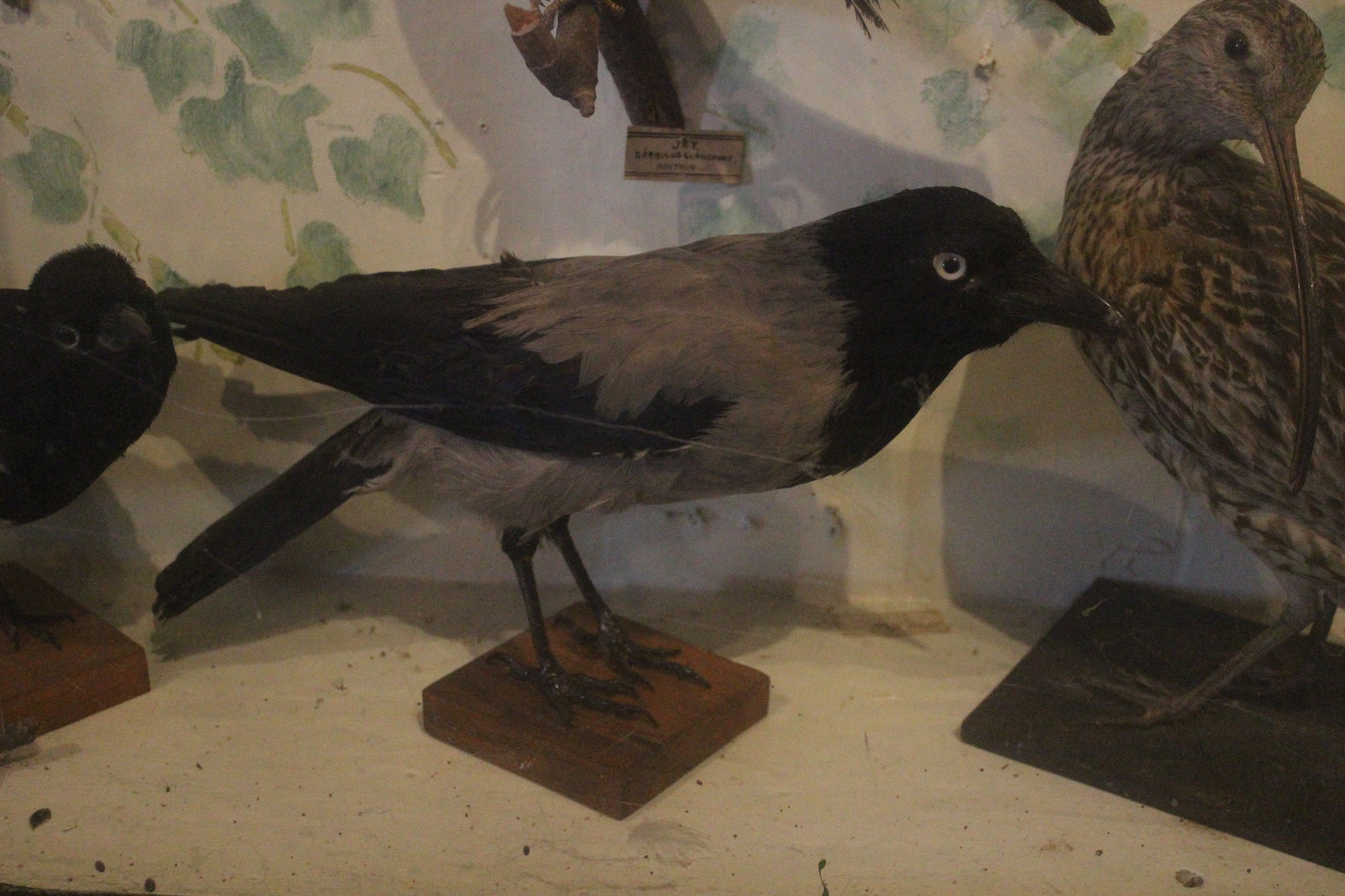 Taxidermy Hooded Crow, Kahutara Taxidermy Gallery