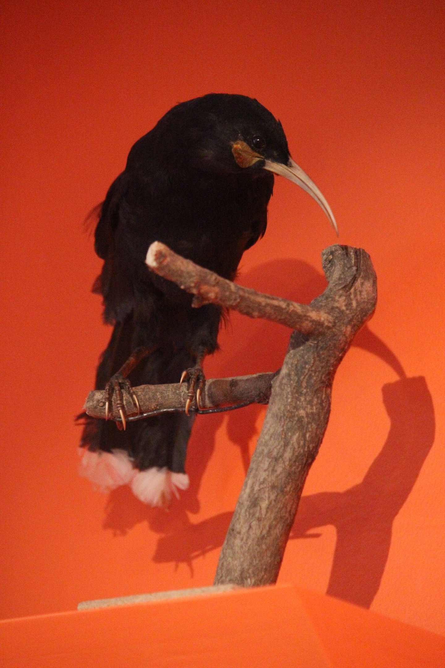 Taxidermy Huia female, Aratoi Museum of Art & History
