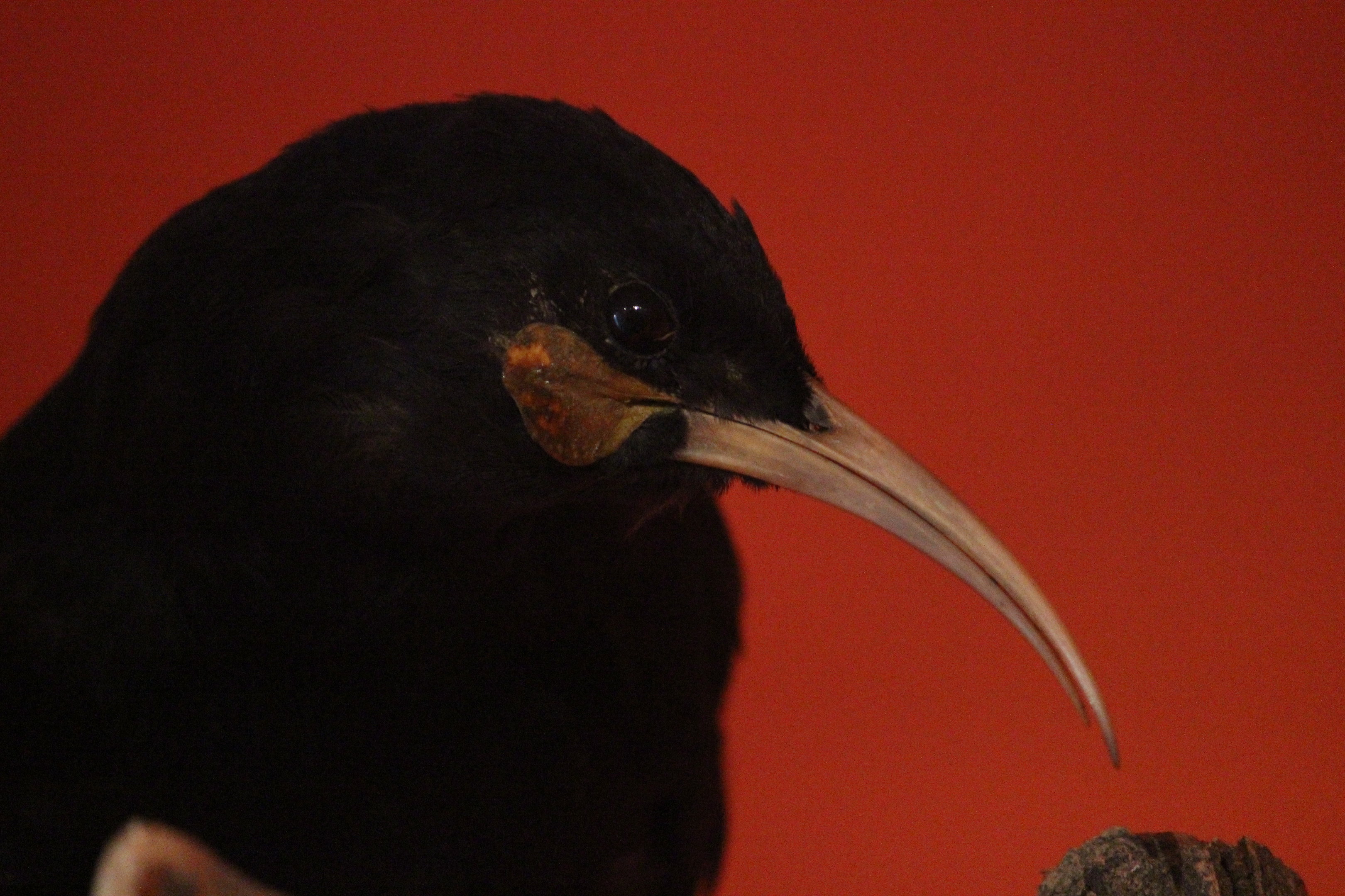 Taxidermy Huia female, Aratoi Museum of Art & History