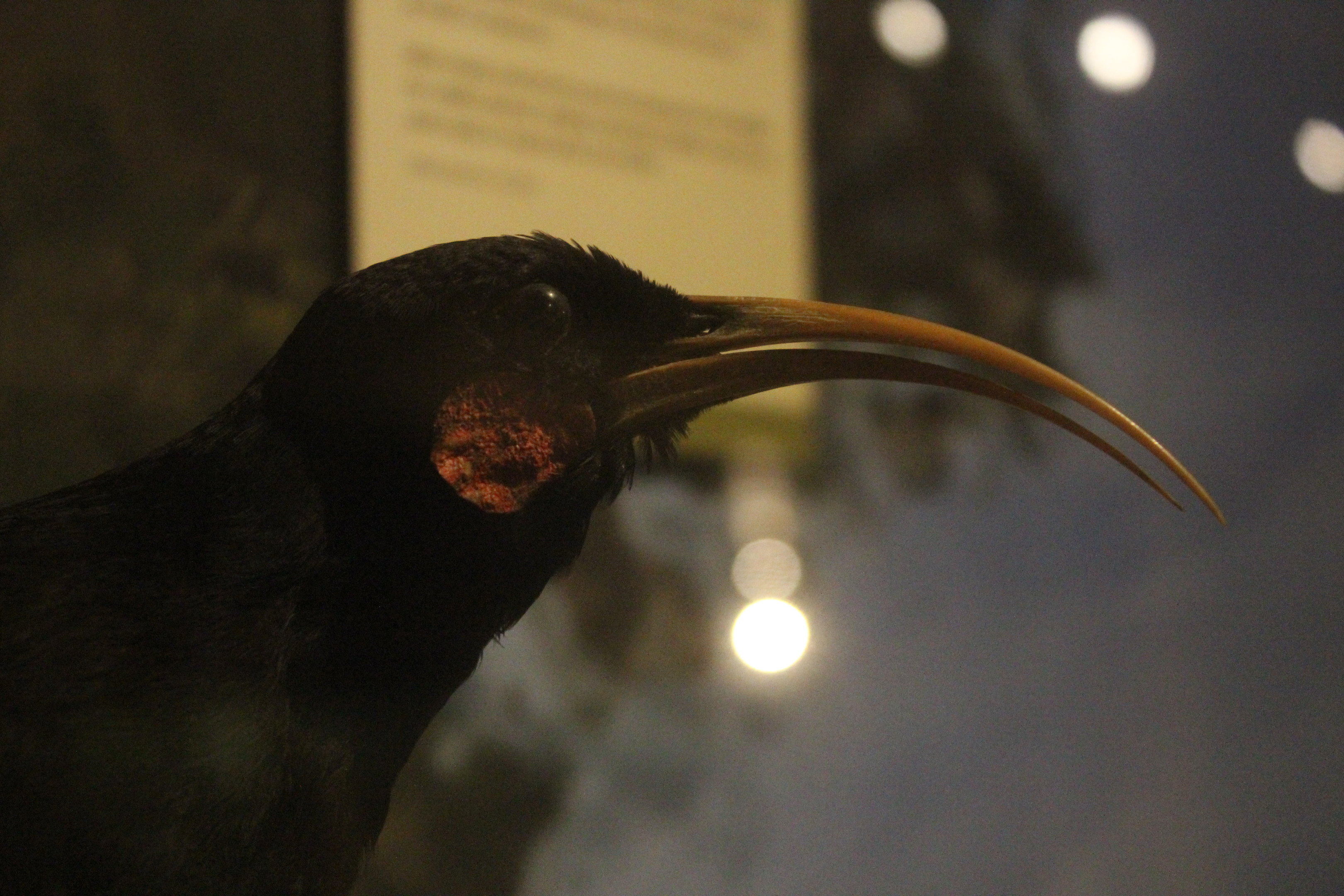 Taxidermy Huia female, Whanganui Regional Museum