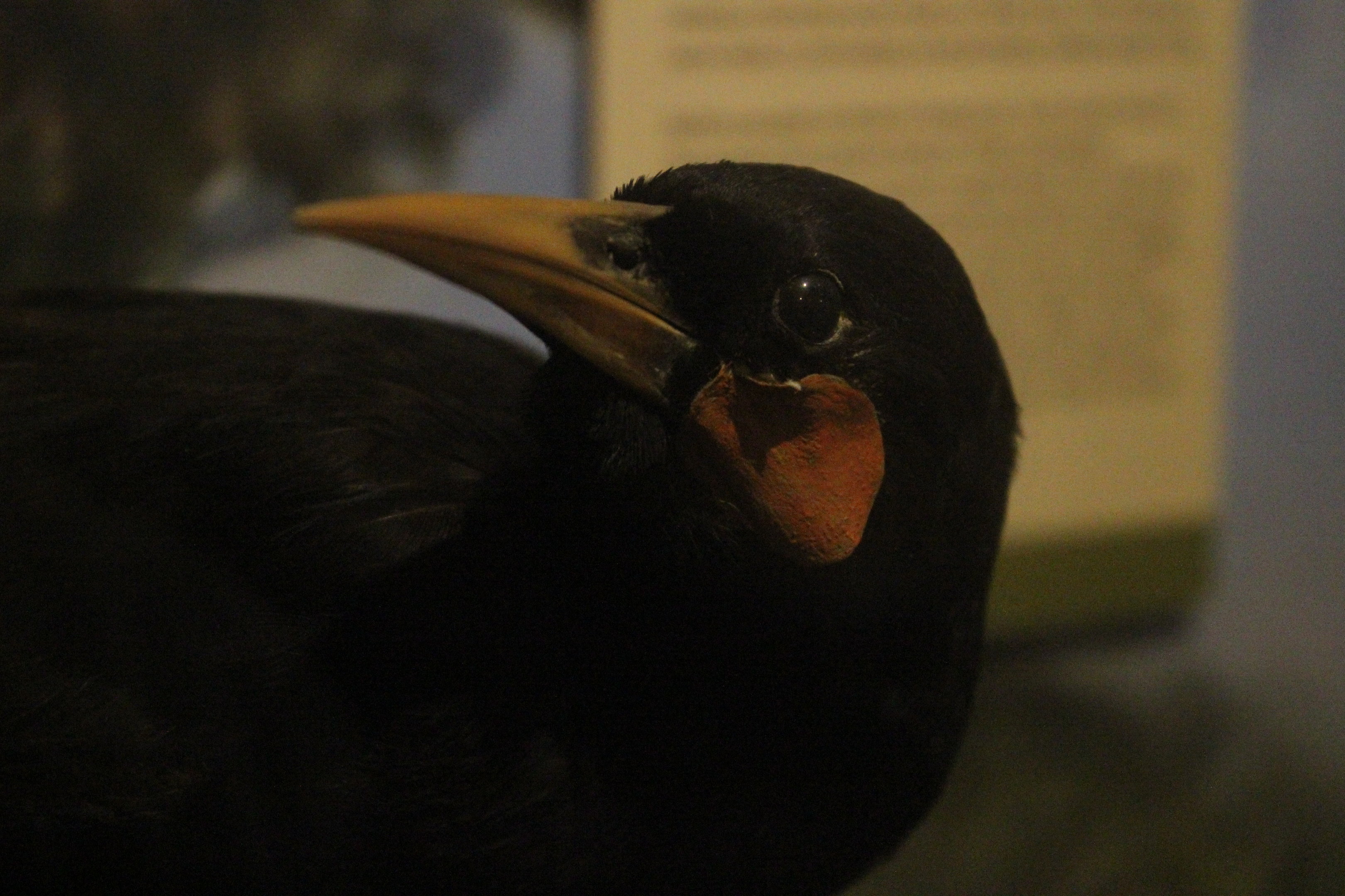 Taxidermy Huia male, Whanganui Regional Museum
