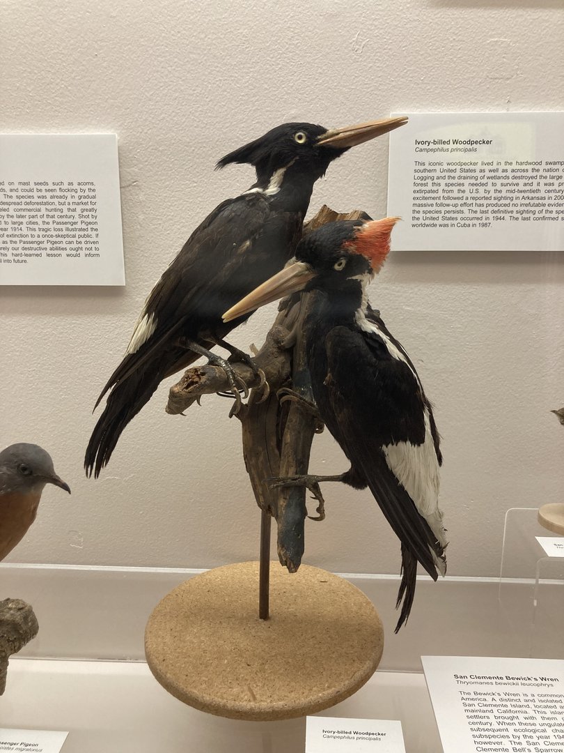 Taxidermy Ivory Billed Woodpeckers