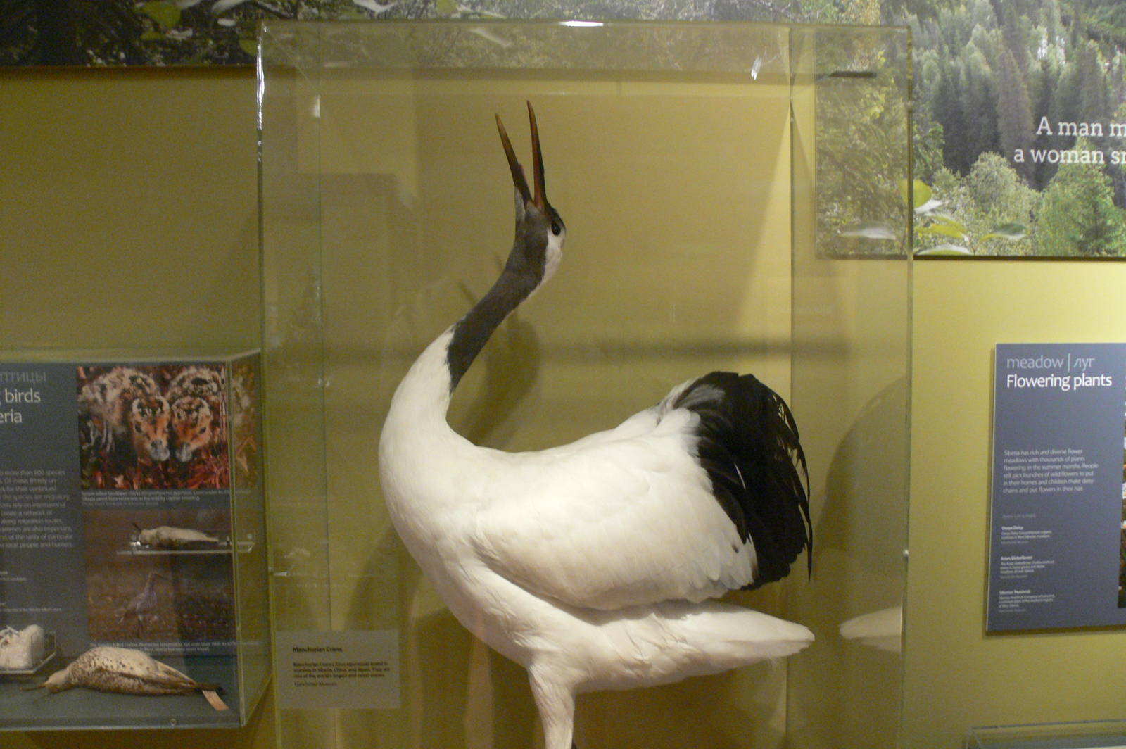 (Taxidermy) Japanese Crane at Manchester Museum, 07/01/15