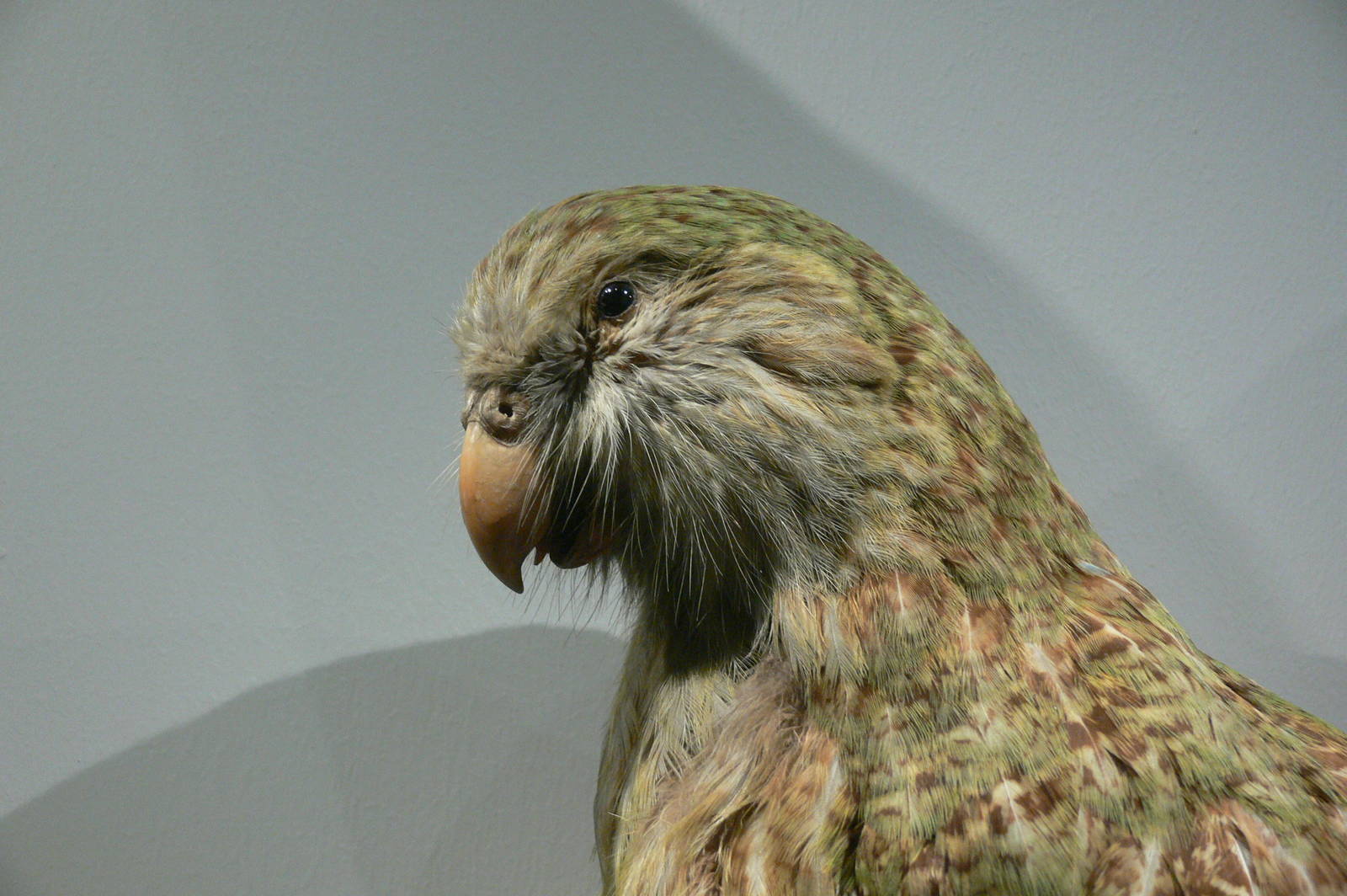 (Taxidermy) Kakapo at Manchester Museum, 07/01/15