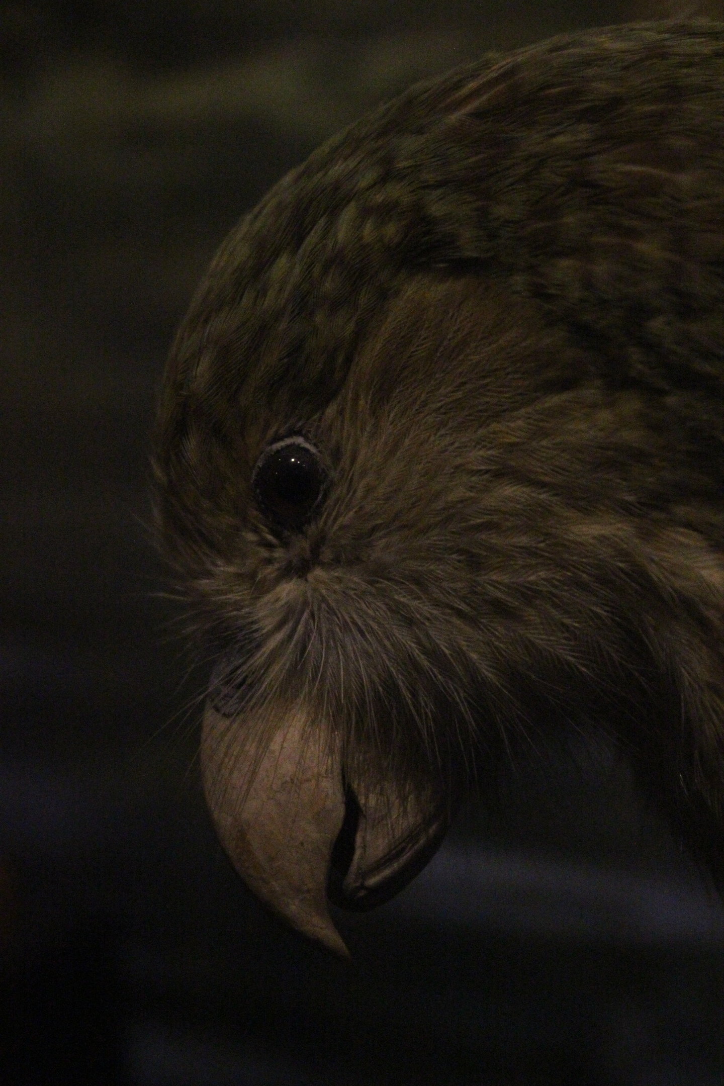 Taxidermy Kākāpō, Whanganui Regional Museum