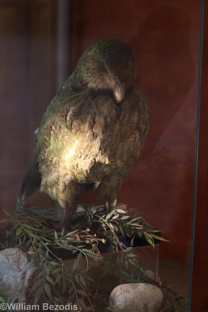 Taxidermy Kakapo