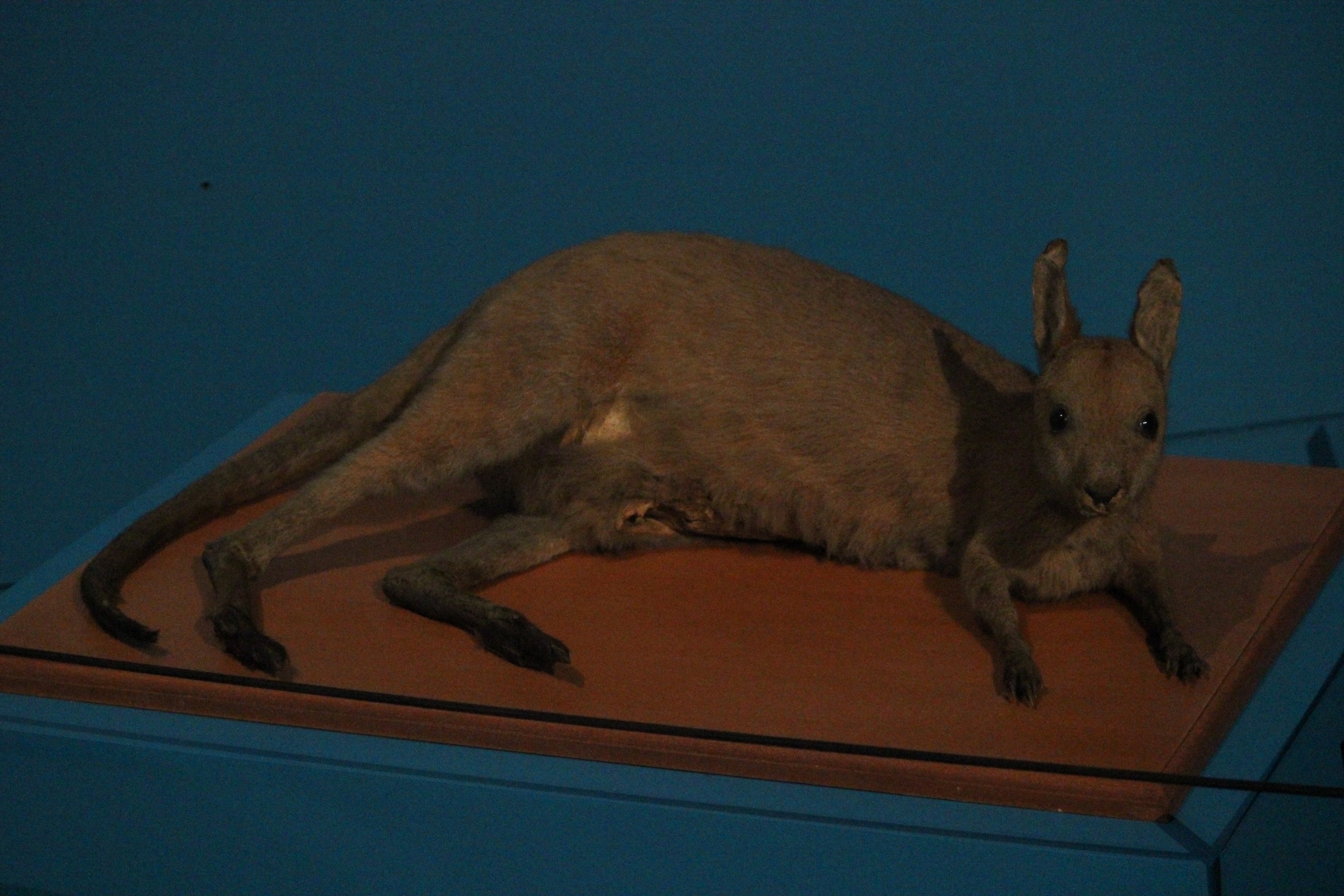 Taxidermy Kangaroo, The Dowse Art Museum