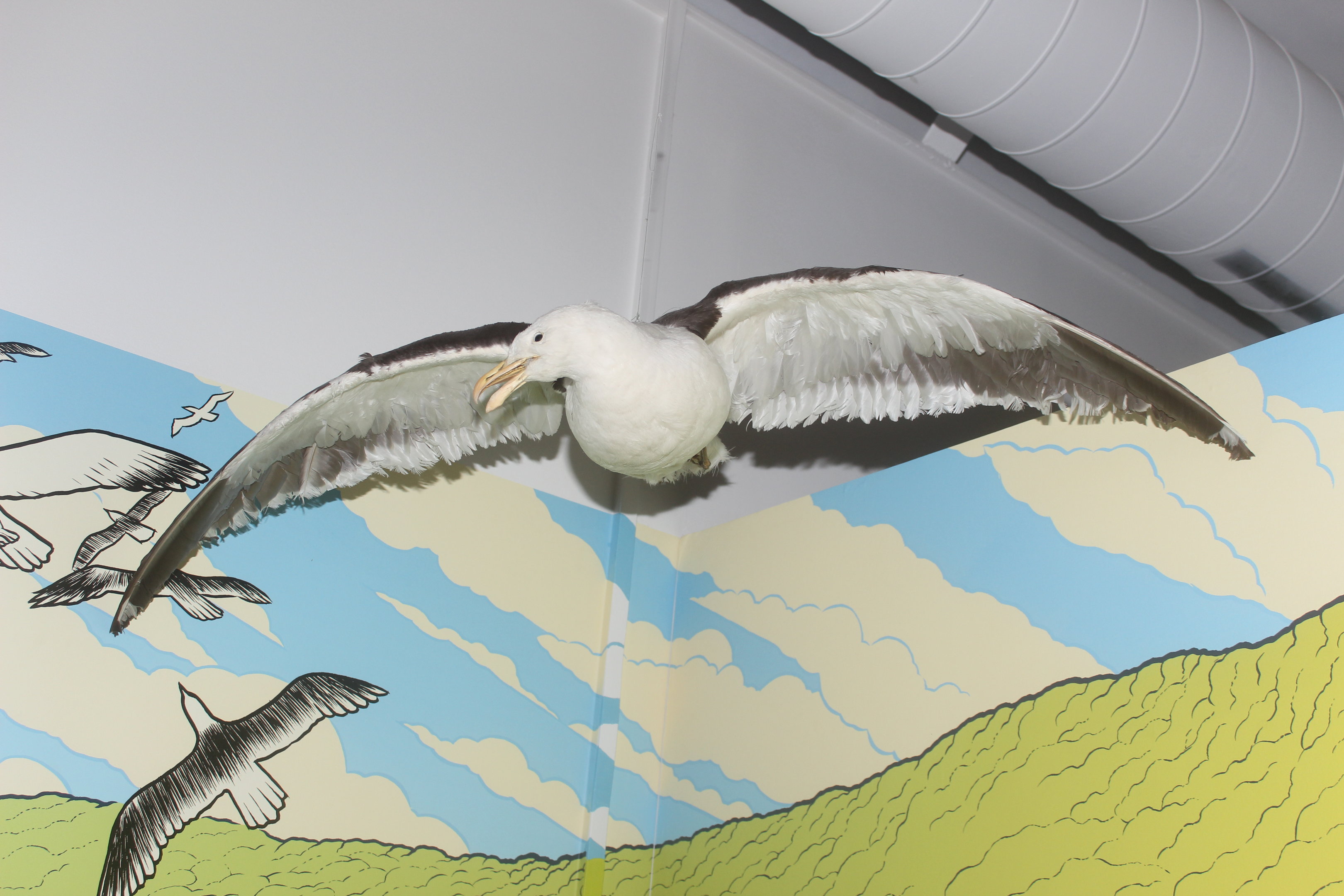 Taxidermy Kelp Gull, Pātaka Museum of Arts & Cultures