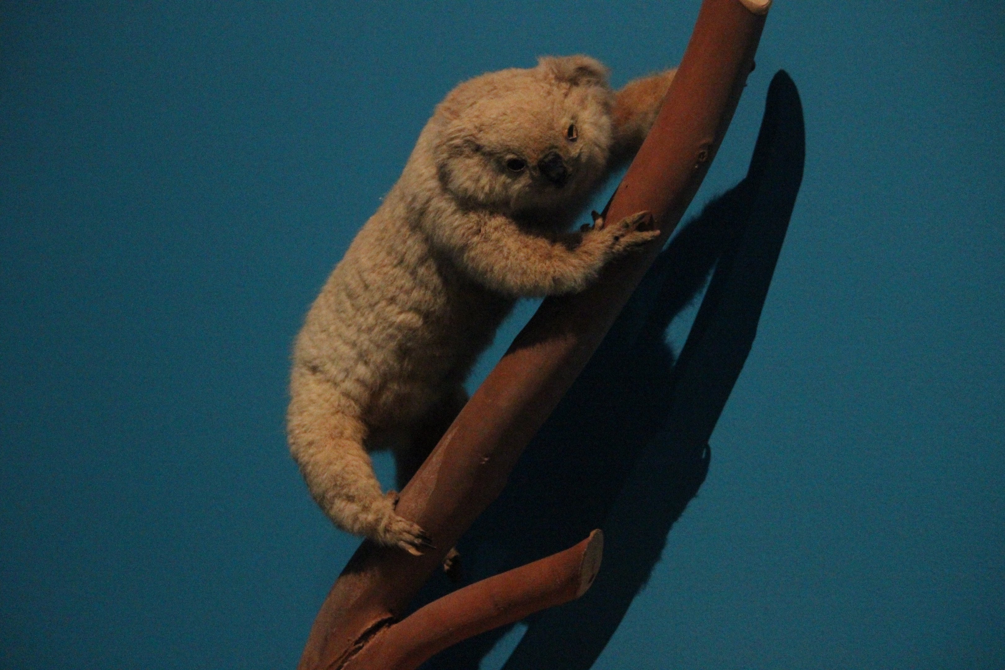 Taxidermy Koala Bear, The Dowse Art Museum