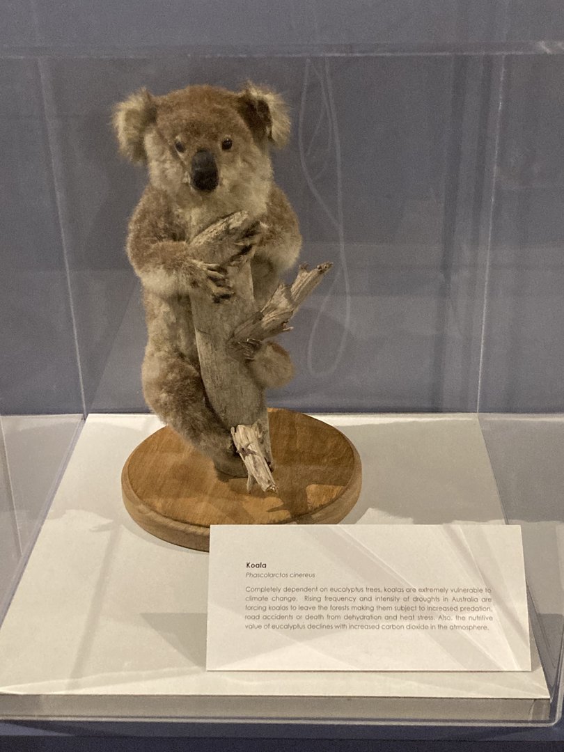 Taxidermy Koala