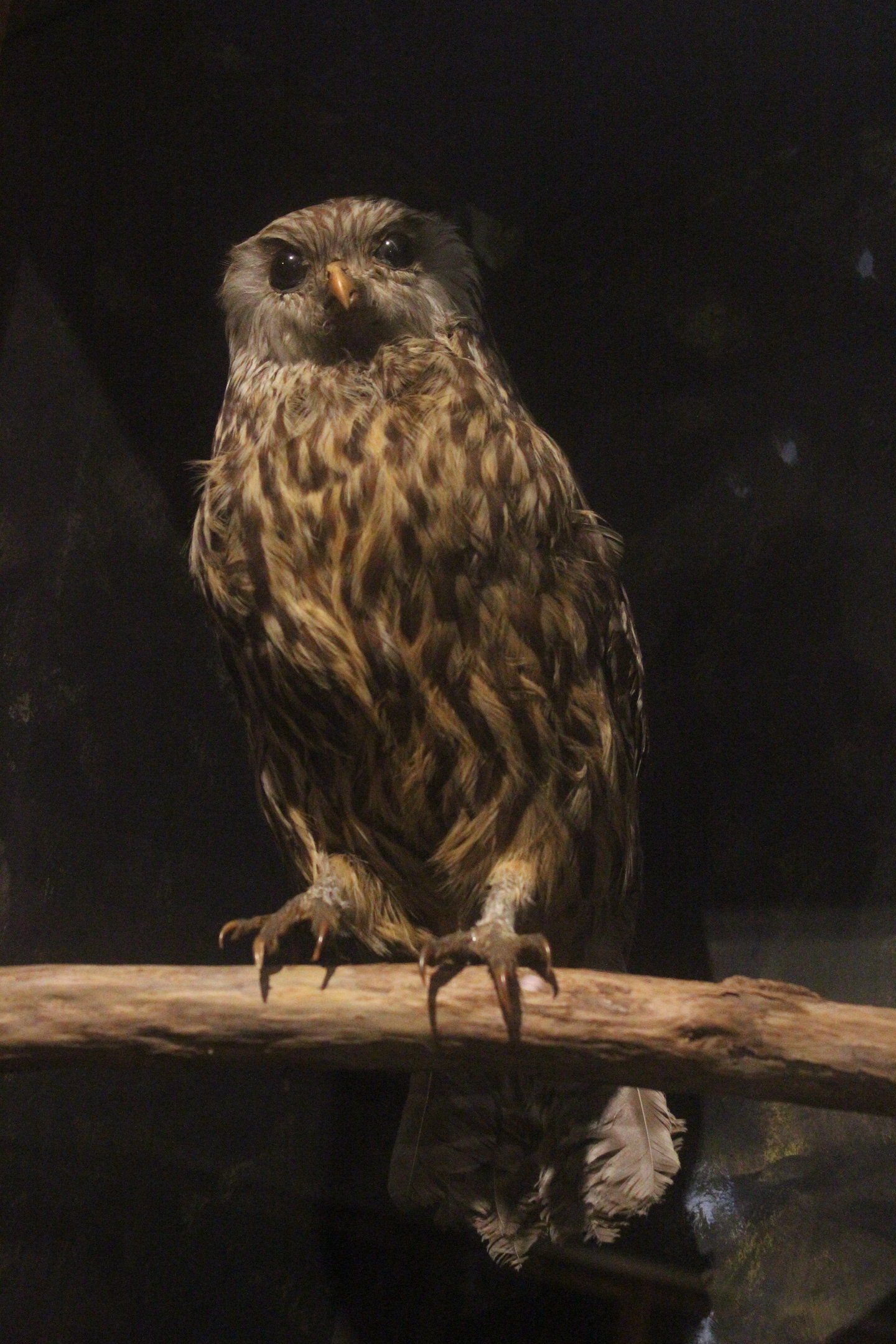 Taxidermy Laughing Owl, Whanganui Regional Museum