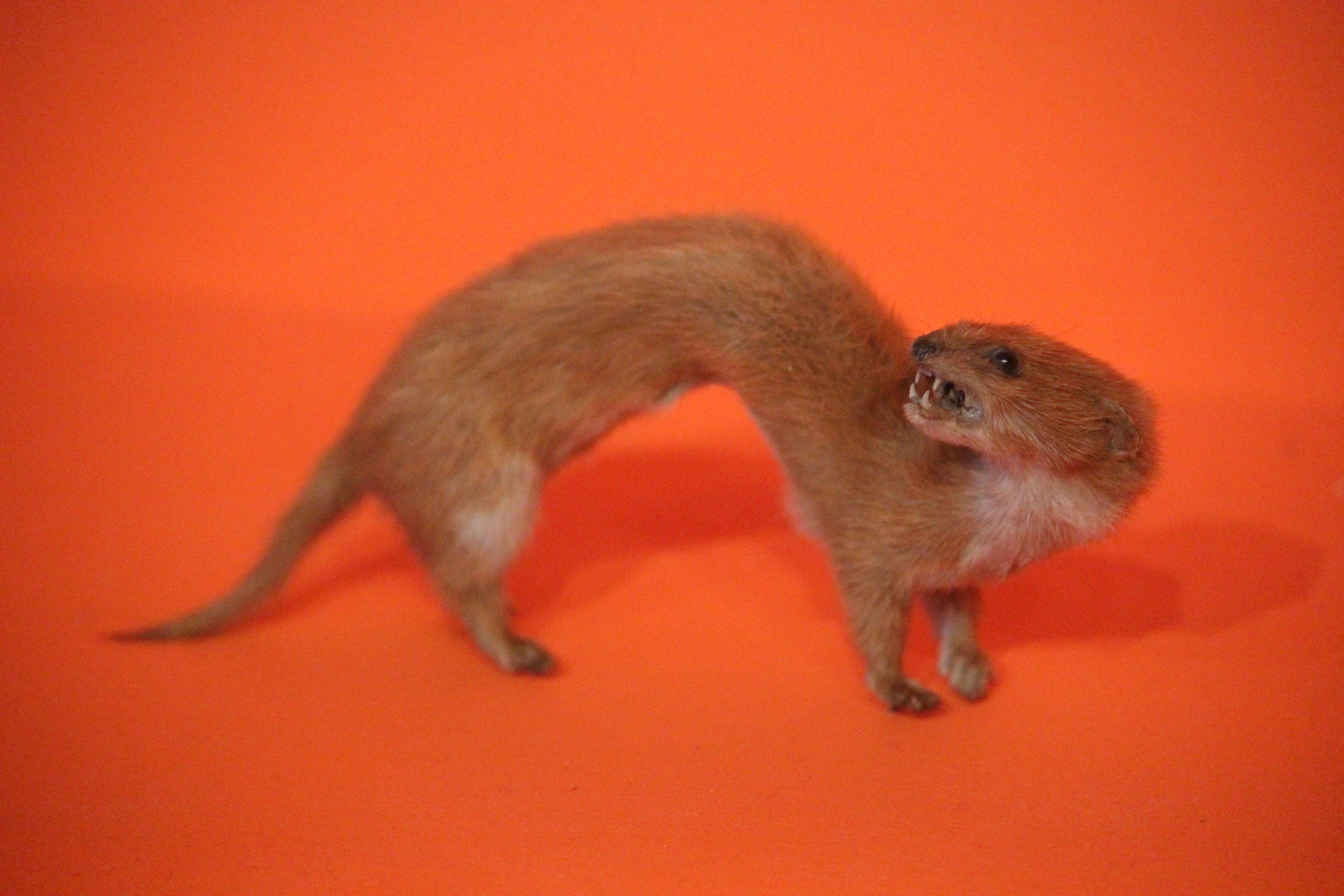 Taxidermy Least Weasel, Aratoi Museum of Art & History