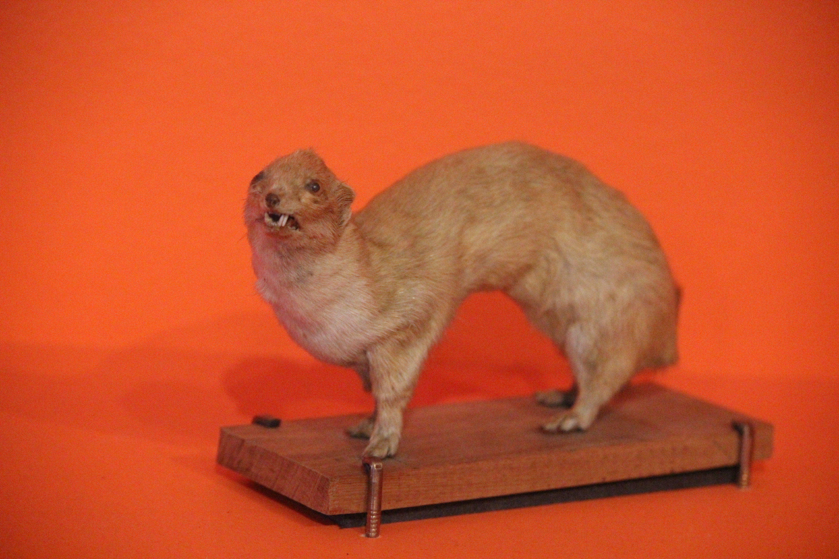 Taxidermy Least Weasel, Aratoi Museum of Art & History