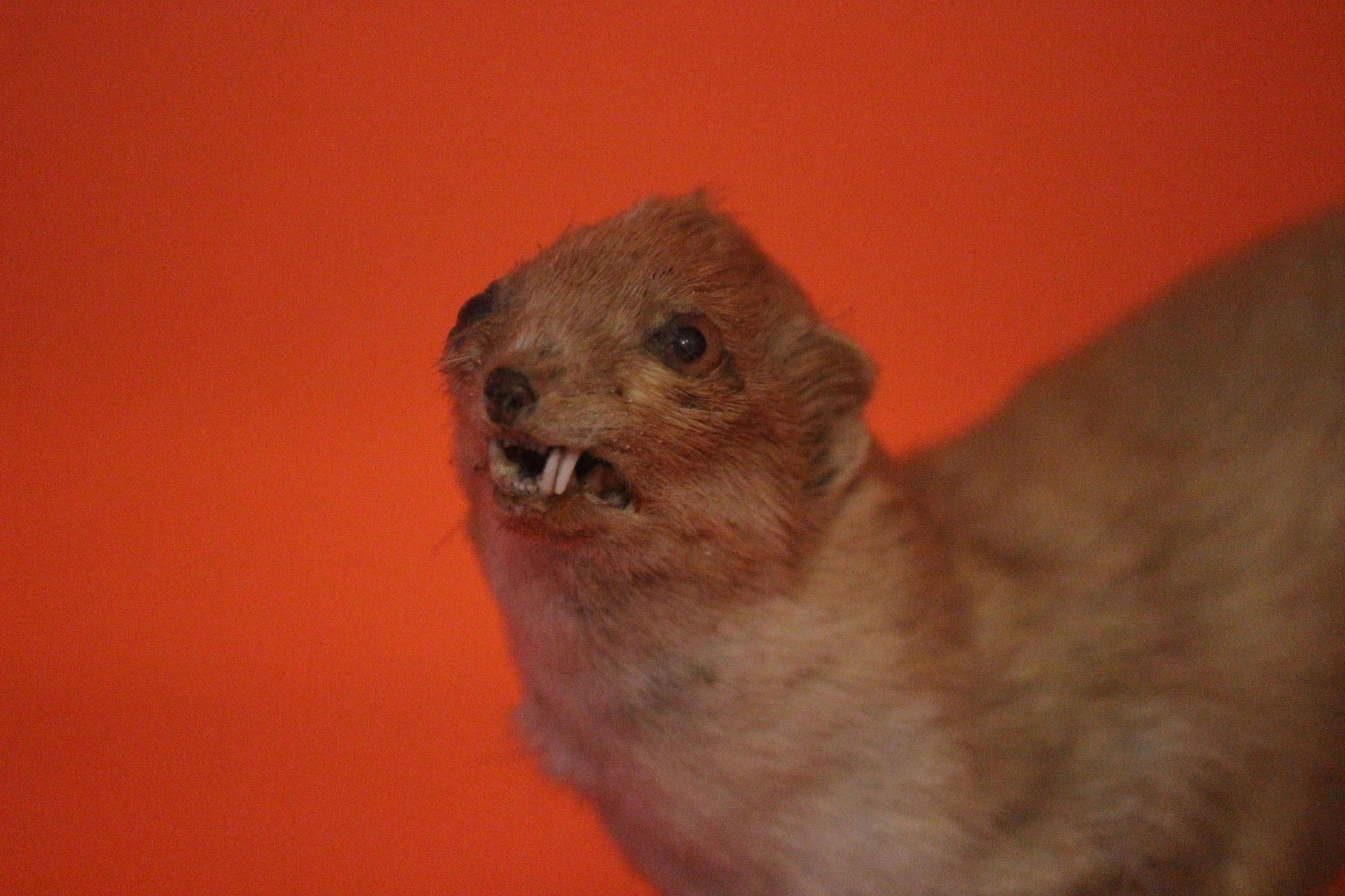 Taxidermy Least Weasel, Aratoi Museum of Art & History