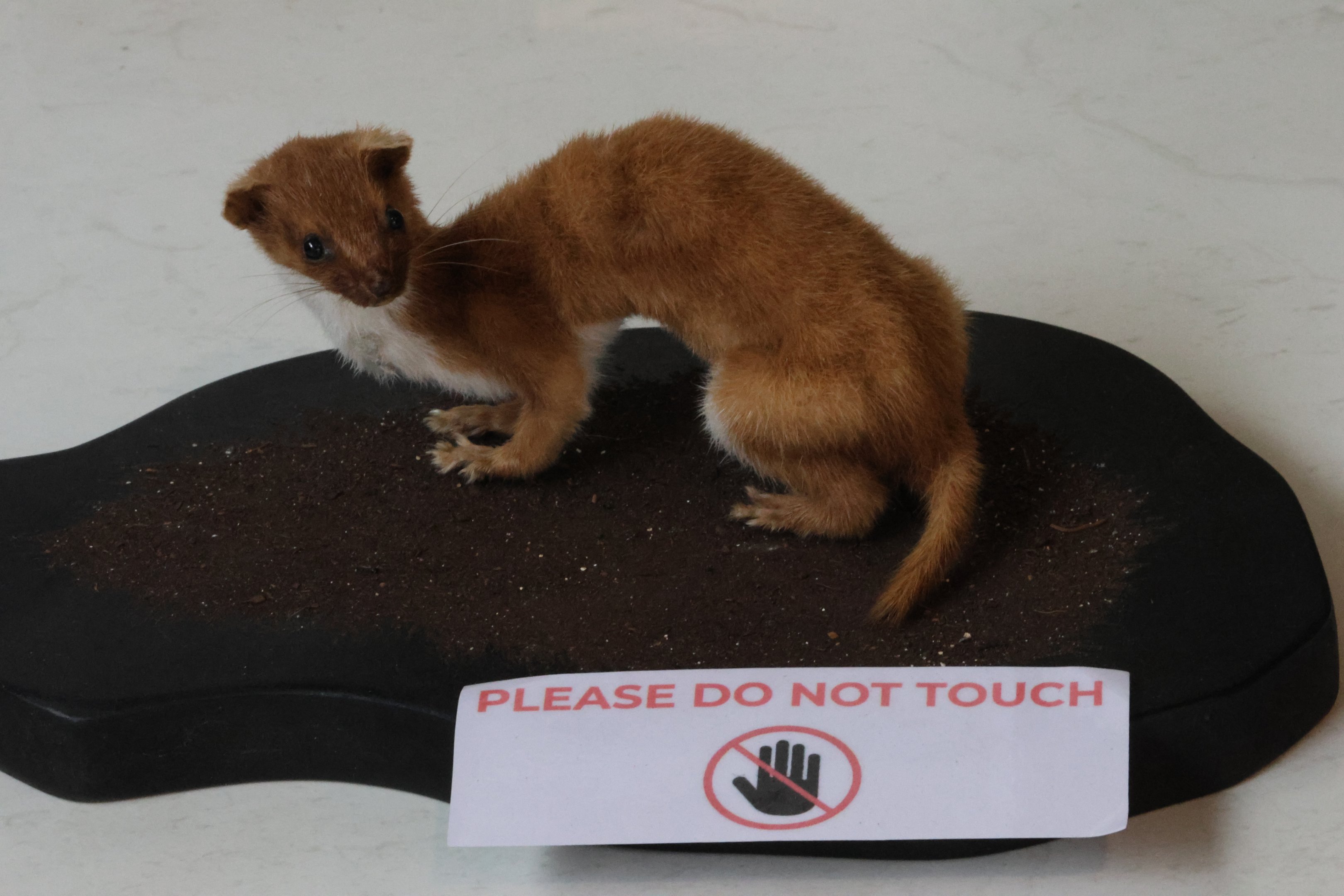 Taxidermy Least Weasel (Mustela nivalis), Kārearea Falcon Trust (Blenheim)